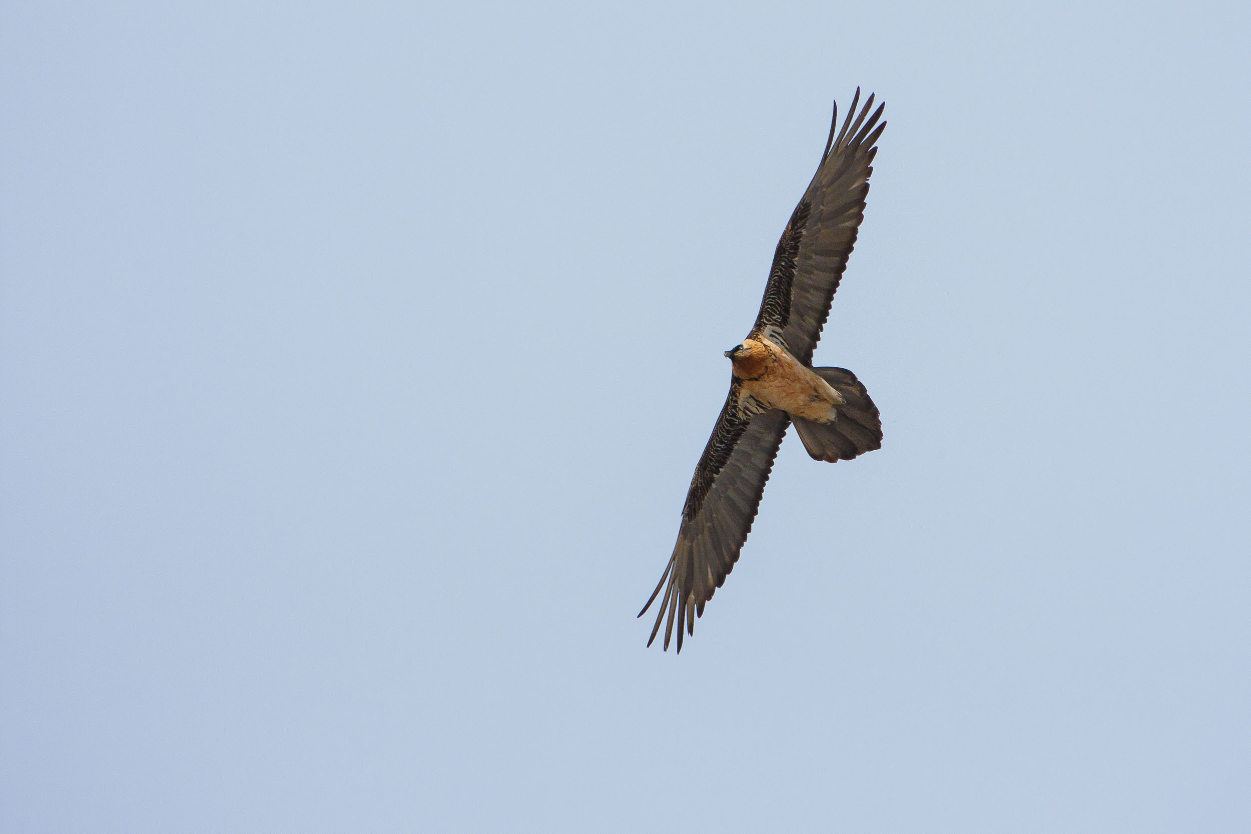 Gypaète barbu adulte en vol 7476