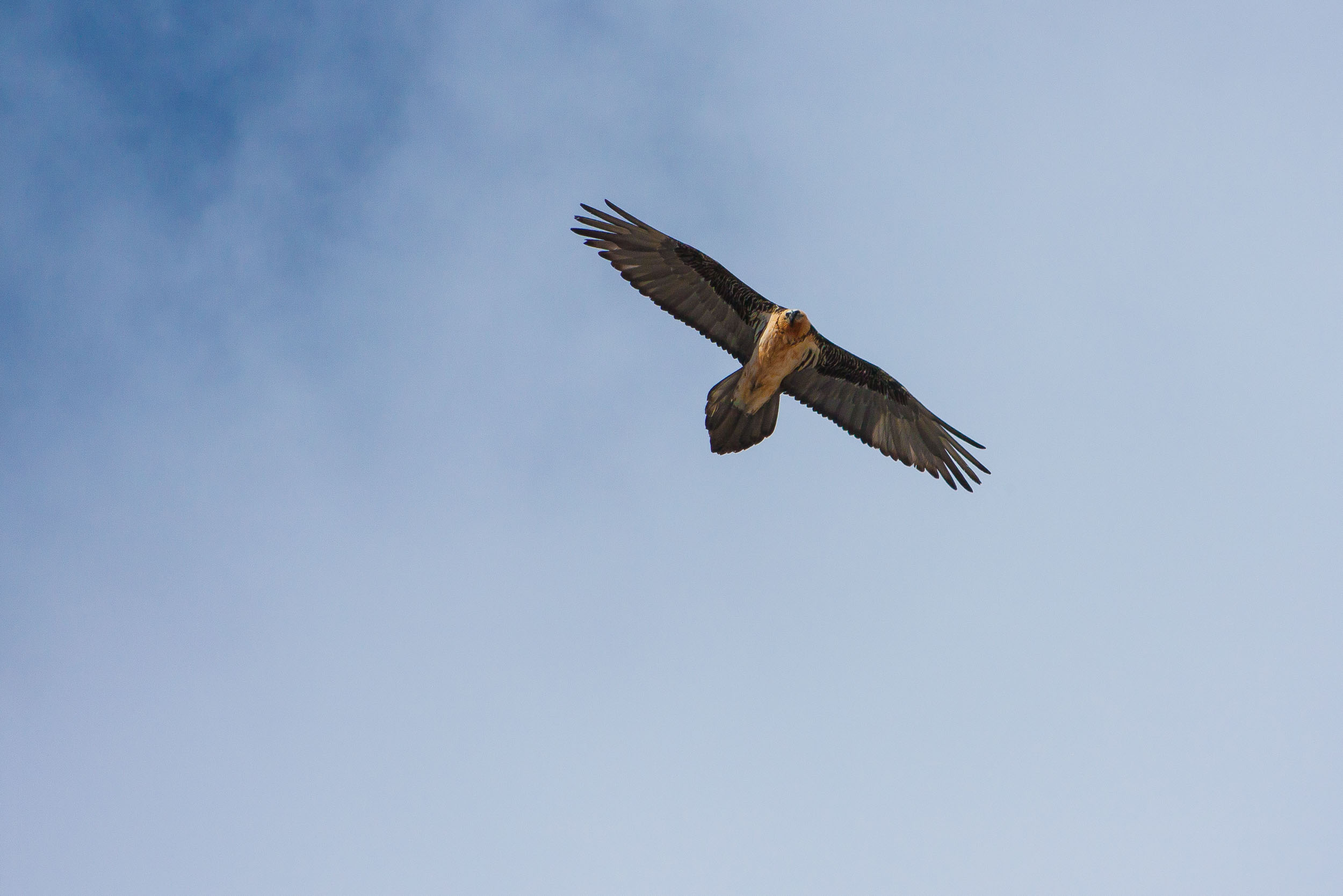 Gypaète barbu adulte en vol