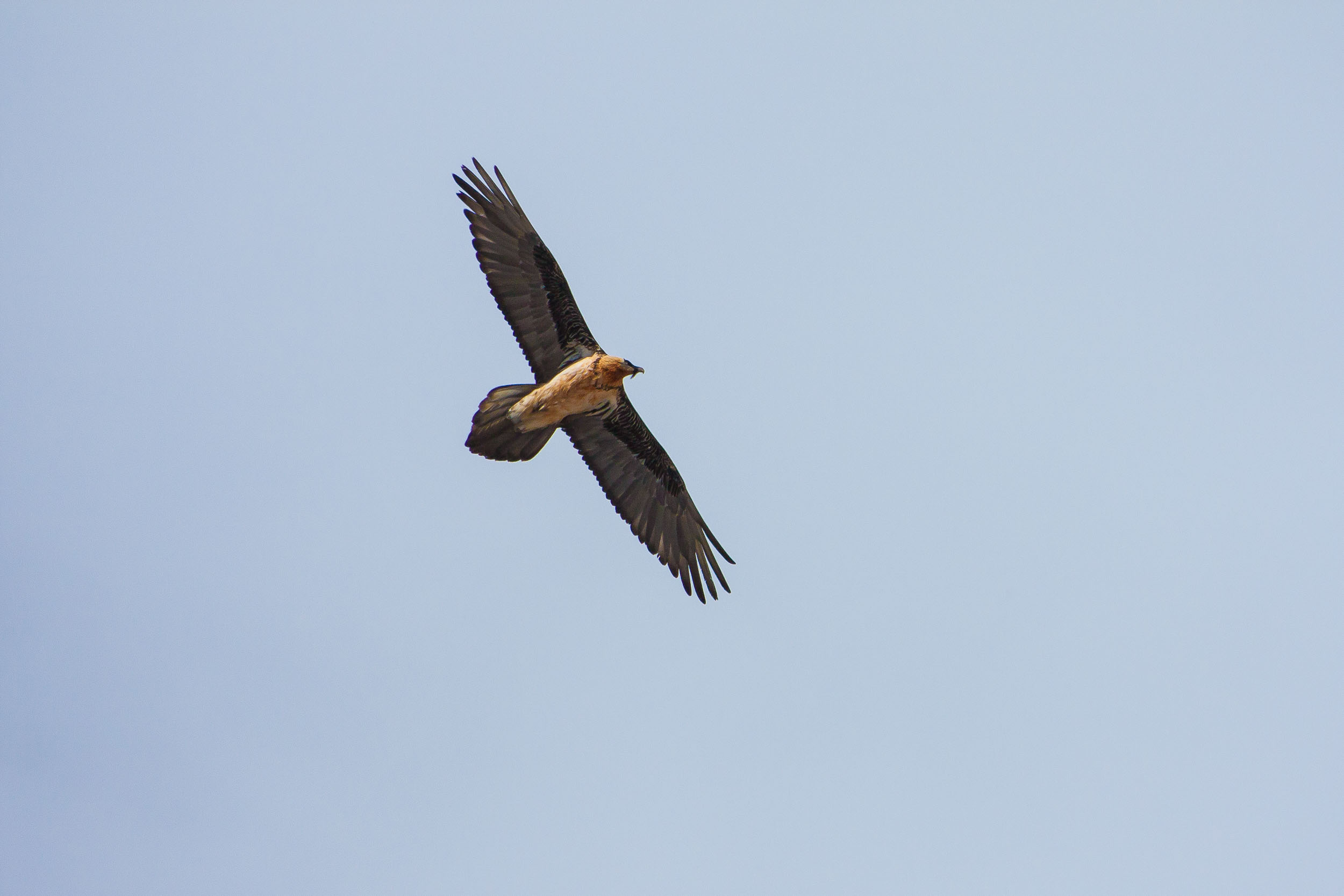 Gypaète barbu adulte en vol