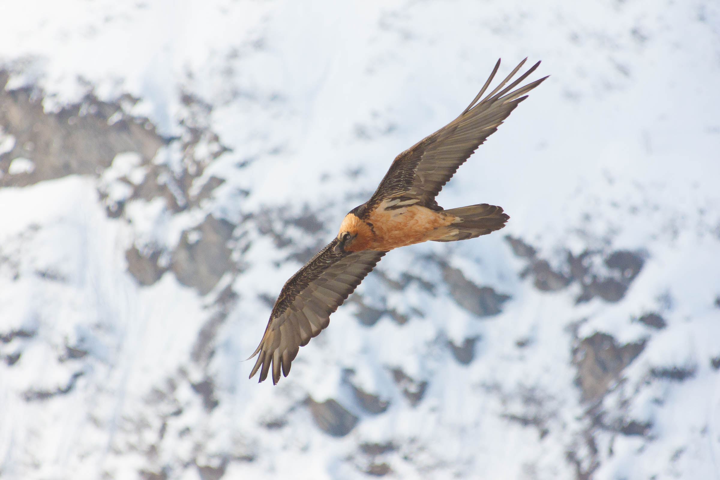Gypaète Barbu adulte avec le massif de Bellecote en fond
