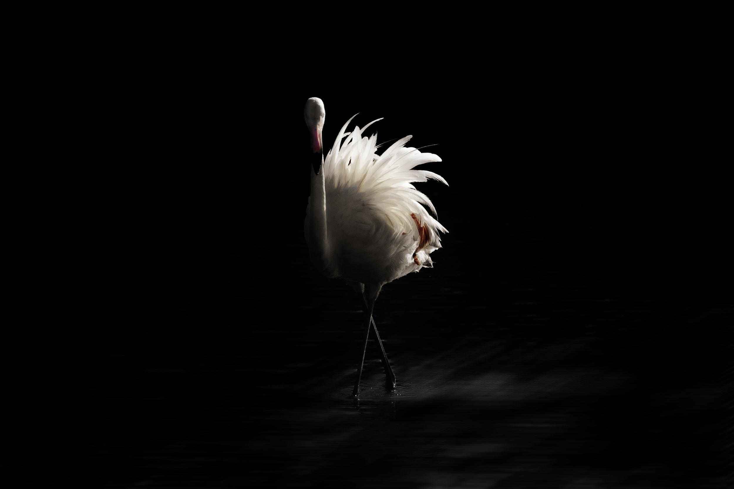 Phil le Flamant Rose de Camargue