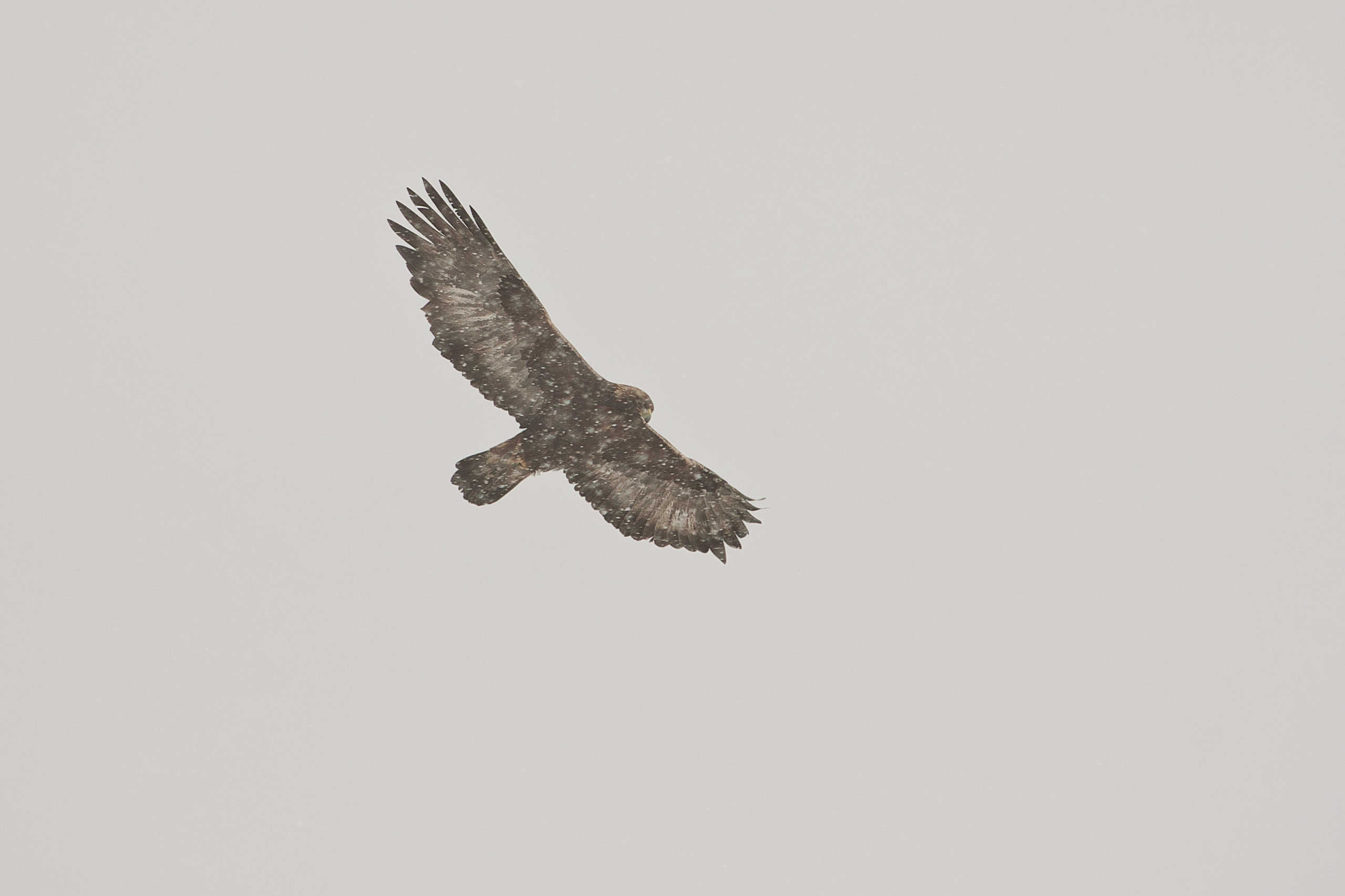 Gédéon l'Aigle Royal