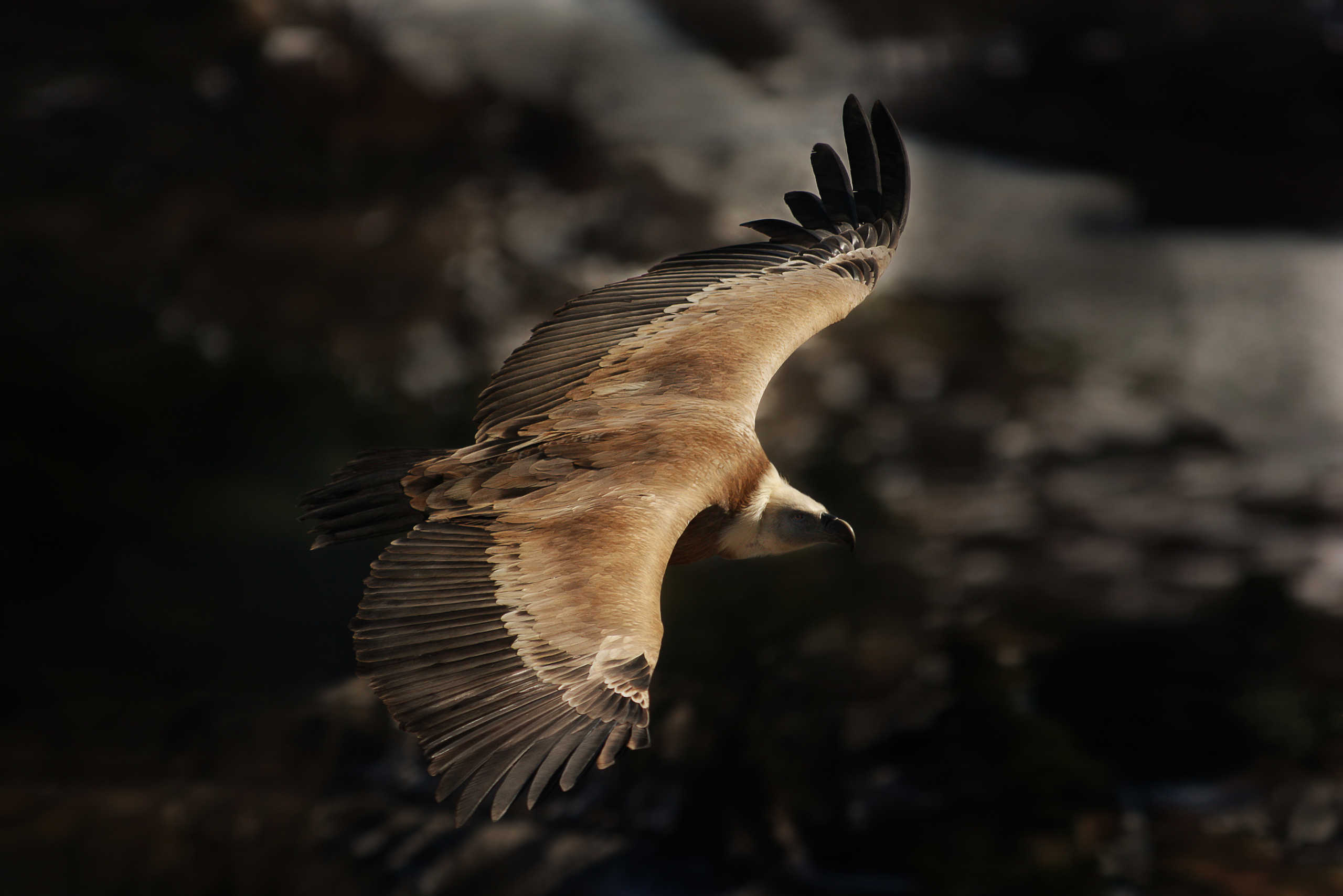 Vautour Fauve de Rémuzat