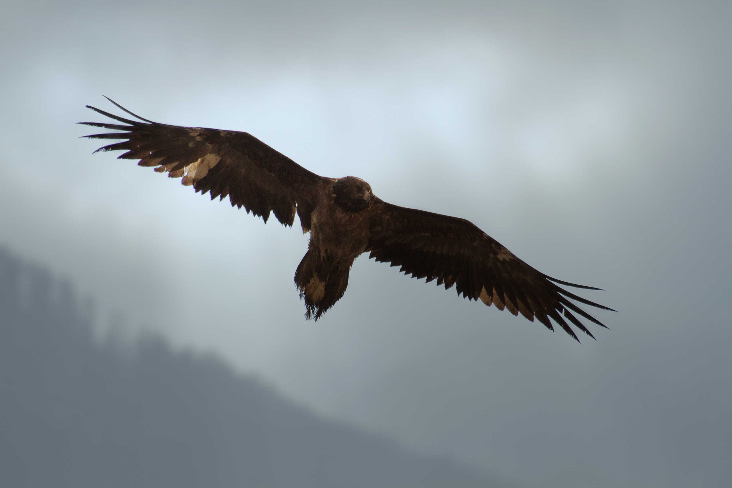 Gypaète Barbu Juvénile