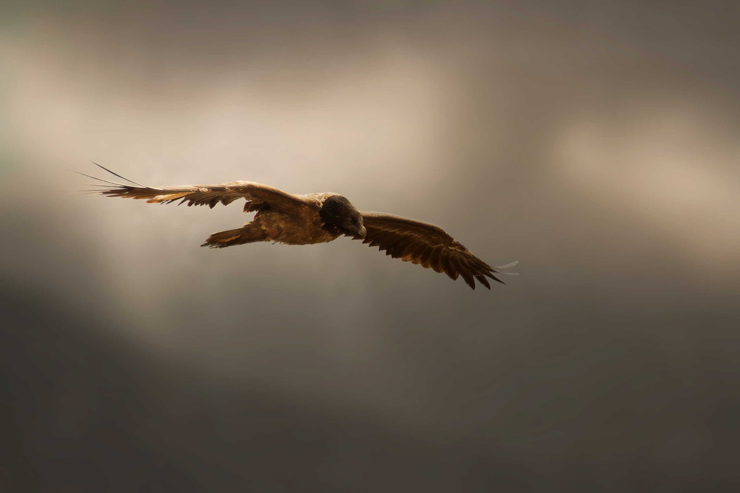 Gypaète Barbu Juvénile