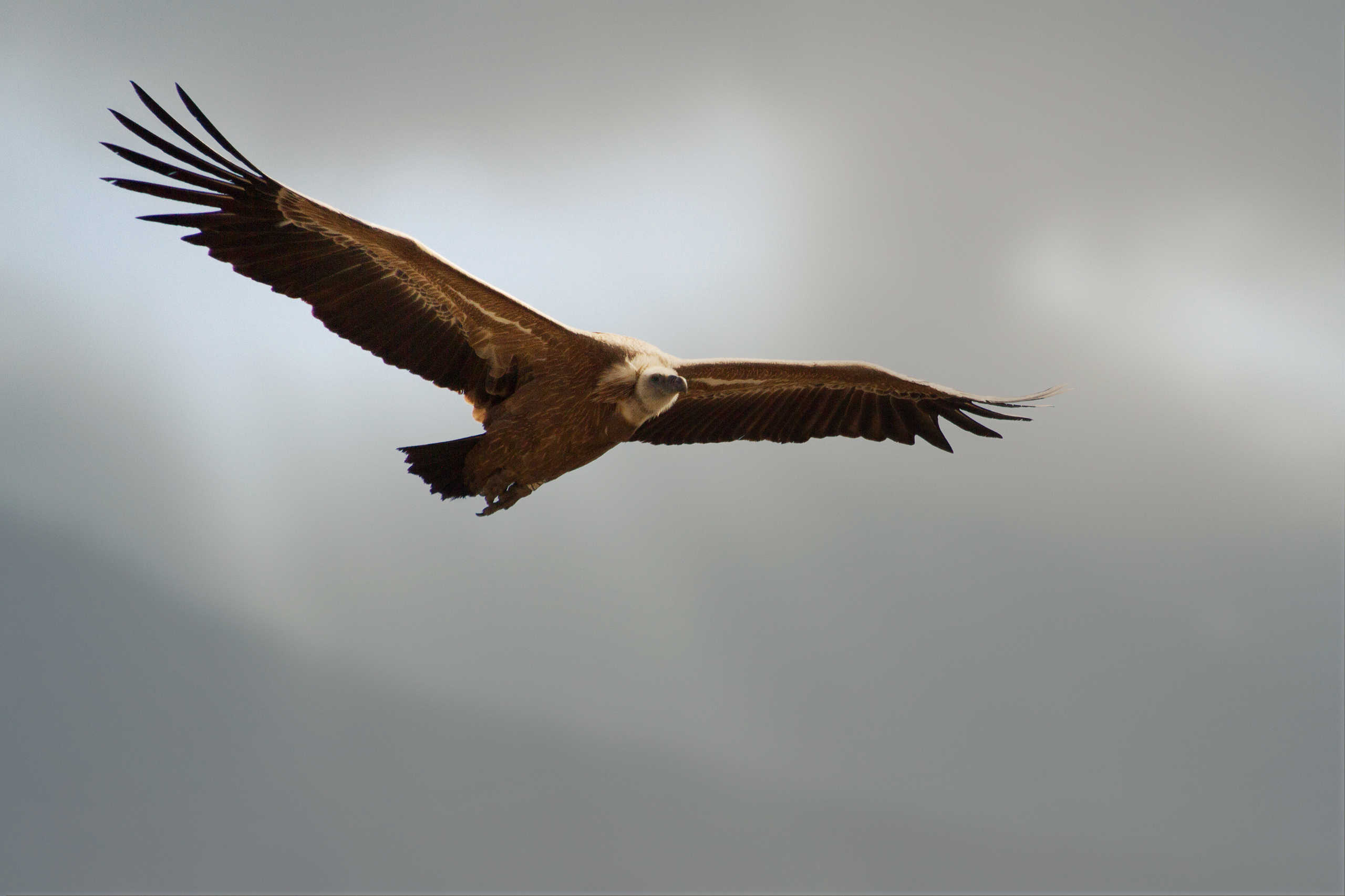 Vautour Fauve de Rémuzat