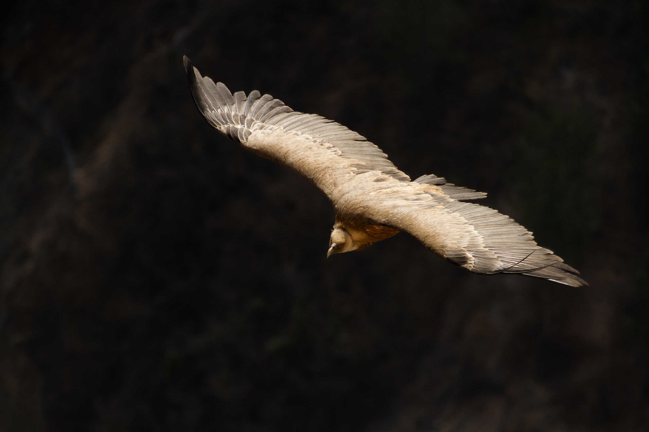 Vautour Fauve de Rémuzat