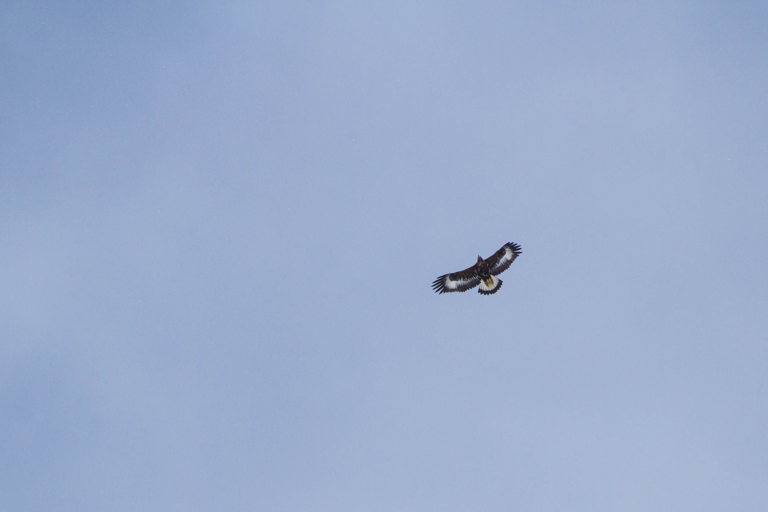 Jeune aigle royal en vol