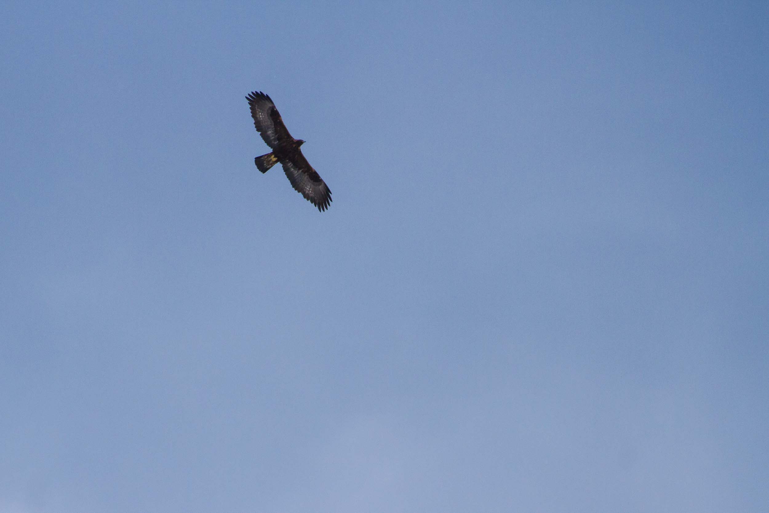 Aigle royal adulte en vol