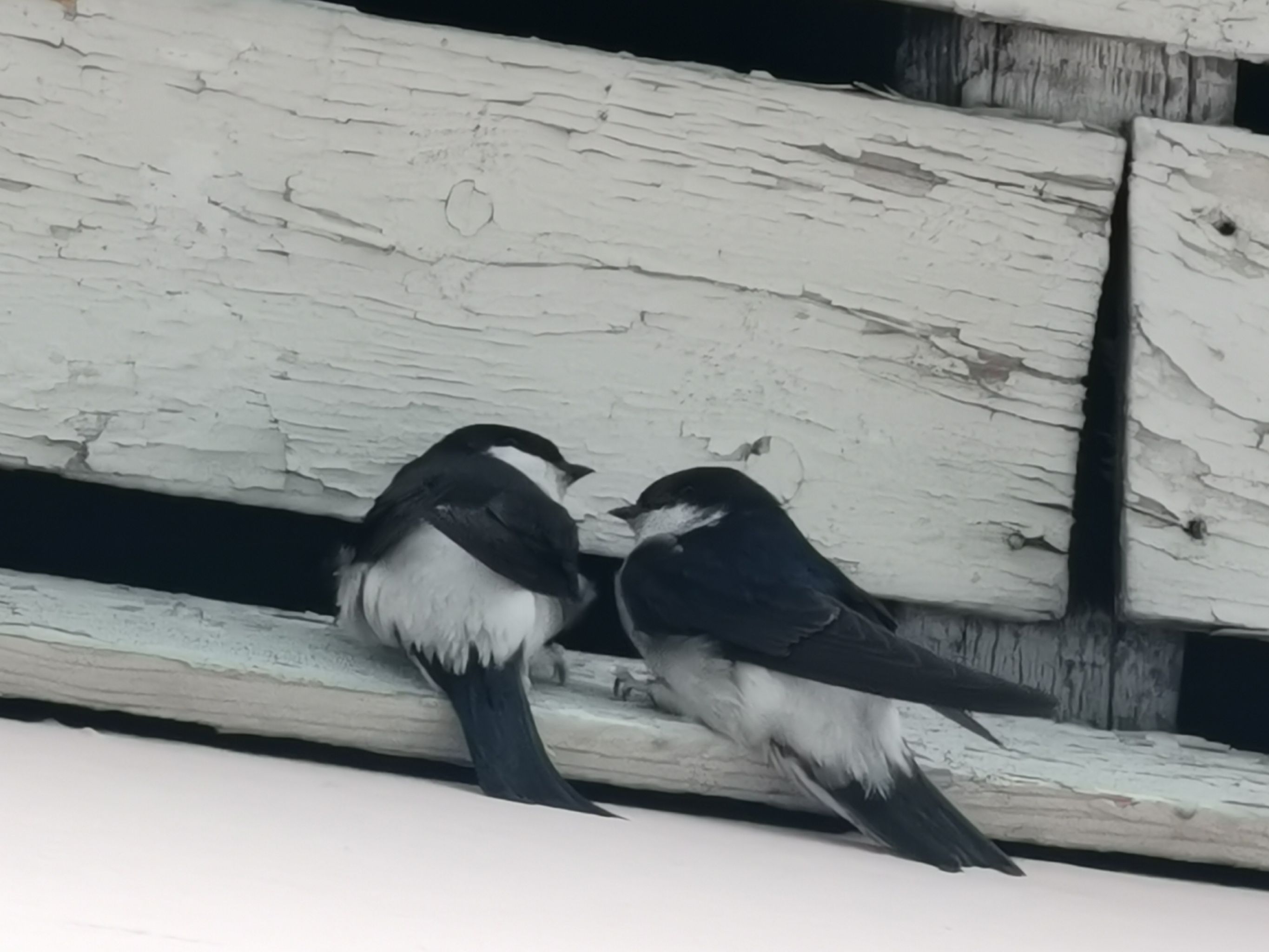 2021-04-16 Hirondelles des fenêtres