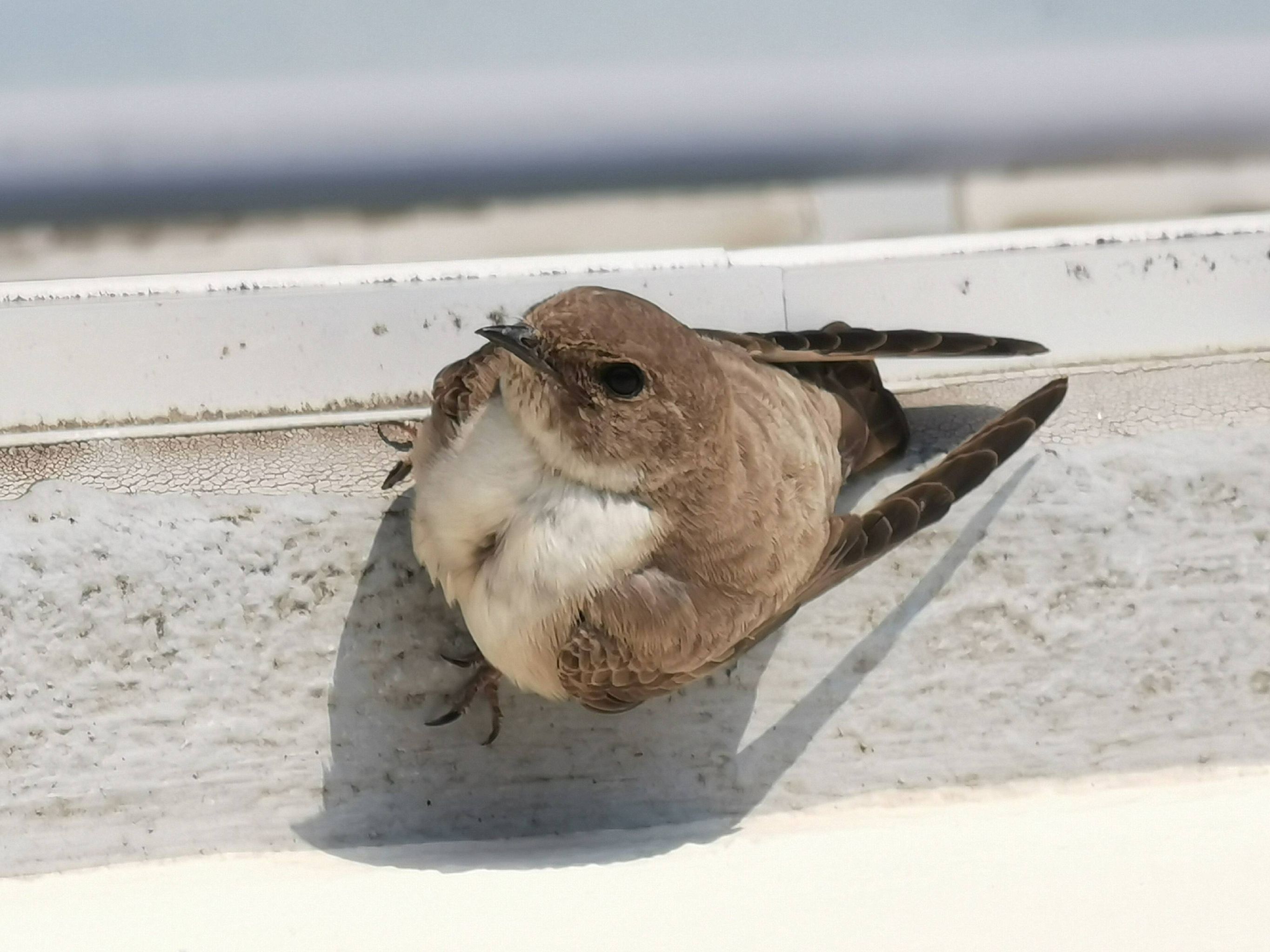 2021-04-18 Hirondelle