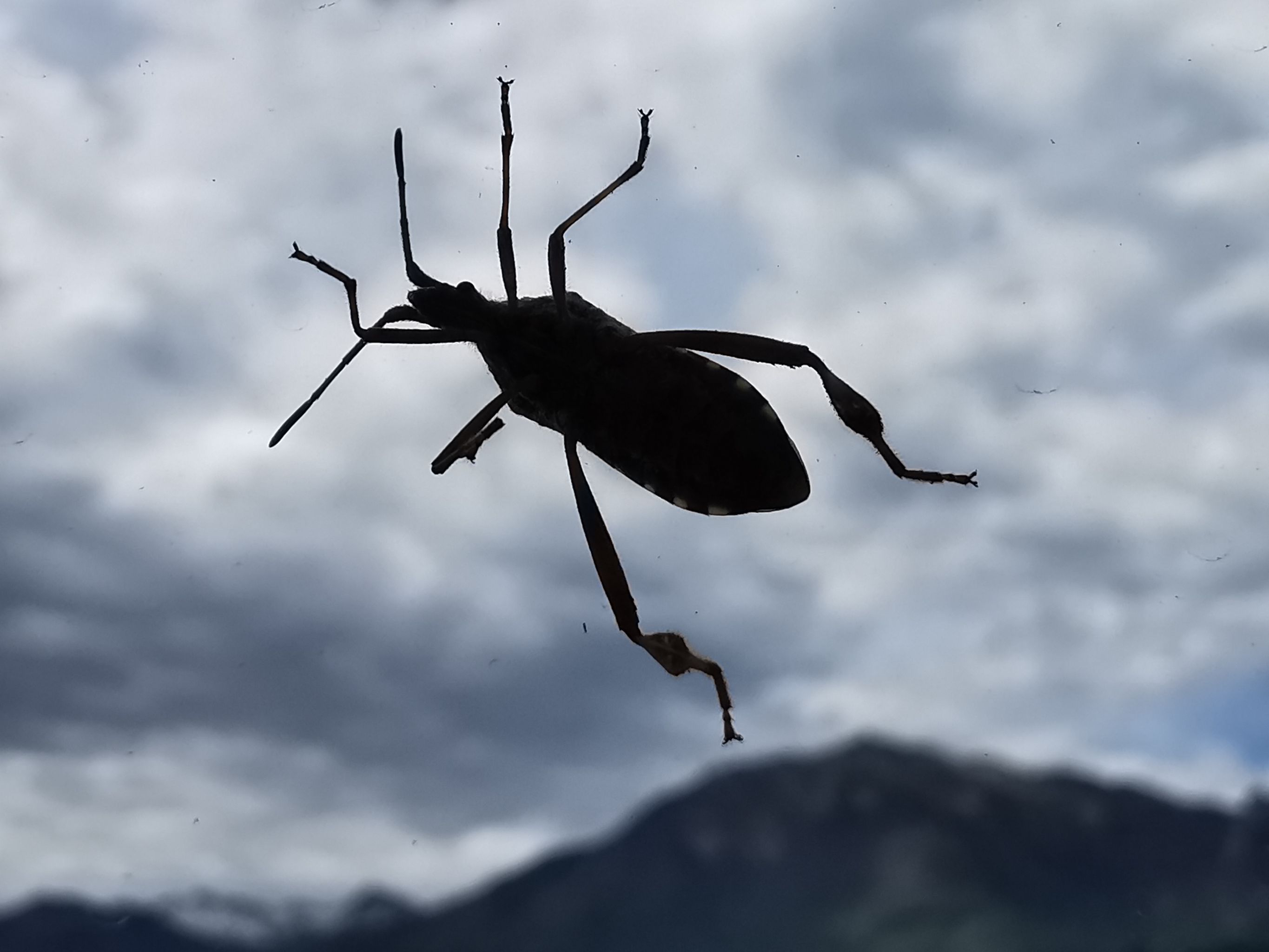 2024-05-01 Punaise à pattes de feuilles