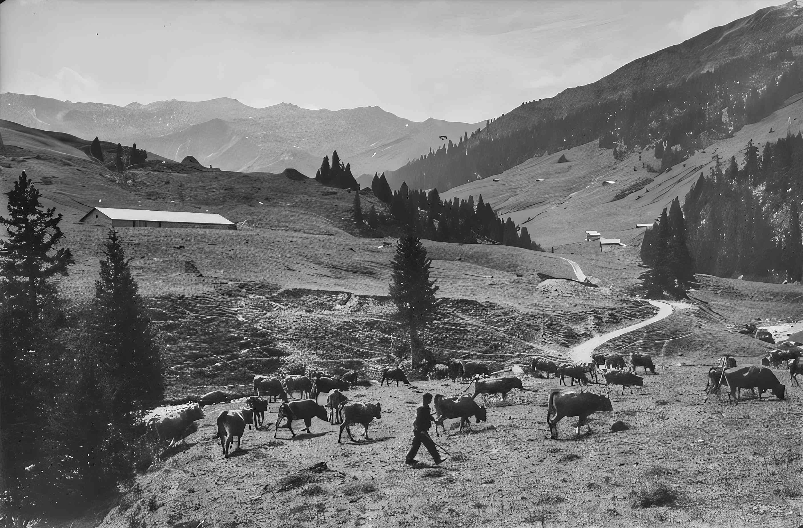 Un berger et son troupeau de vaches près de la route de Treicol