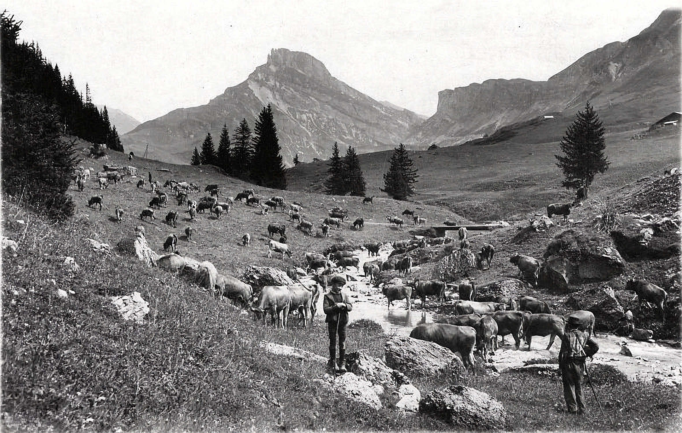 Troupeau à l’abreuvoir en 1937