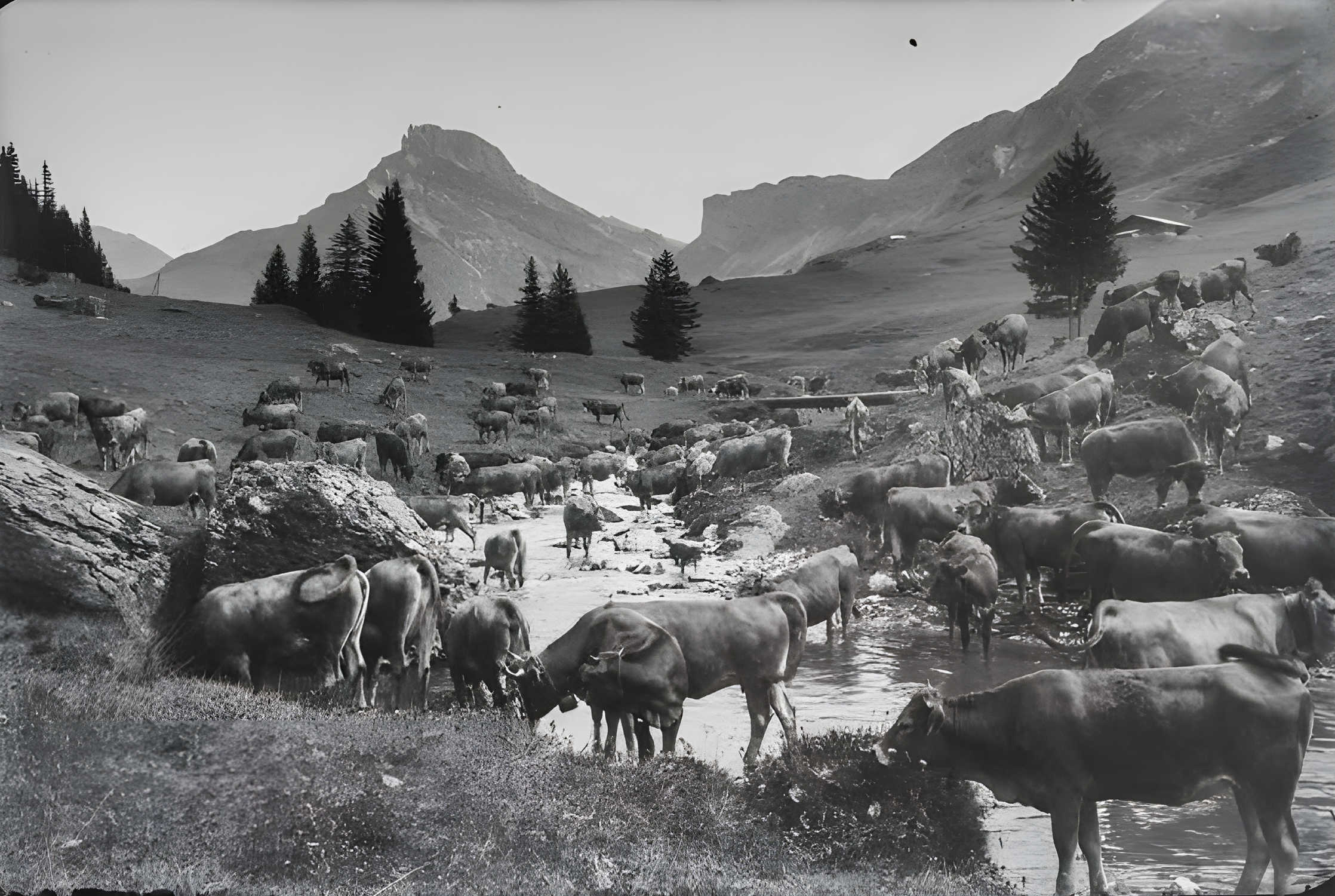 Troupeau de vaches Tarines dans la vallée de Roselend, le long du ruisseau en 1937