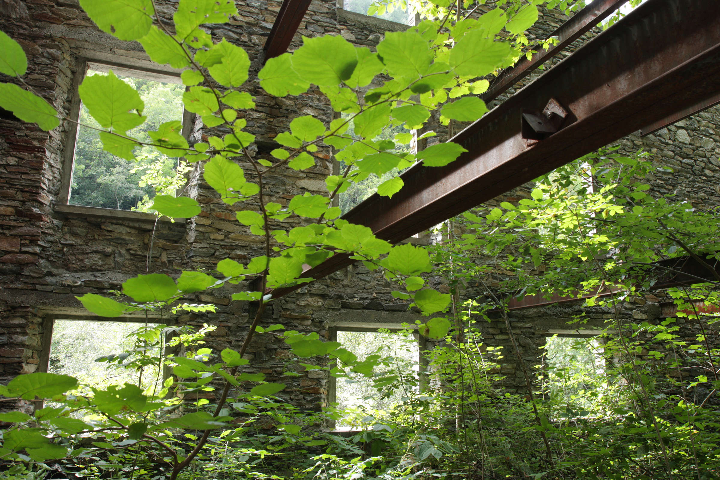 Vue de l’intérieur avec les structures métalliques du bâtiment et la végétation