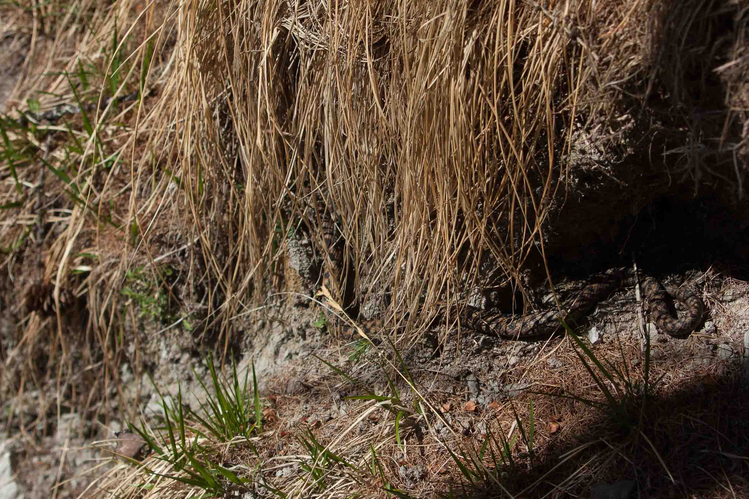 Vipère ou couleuvre