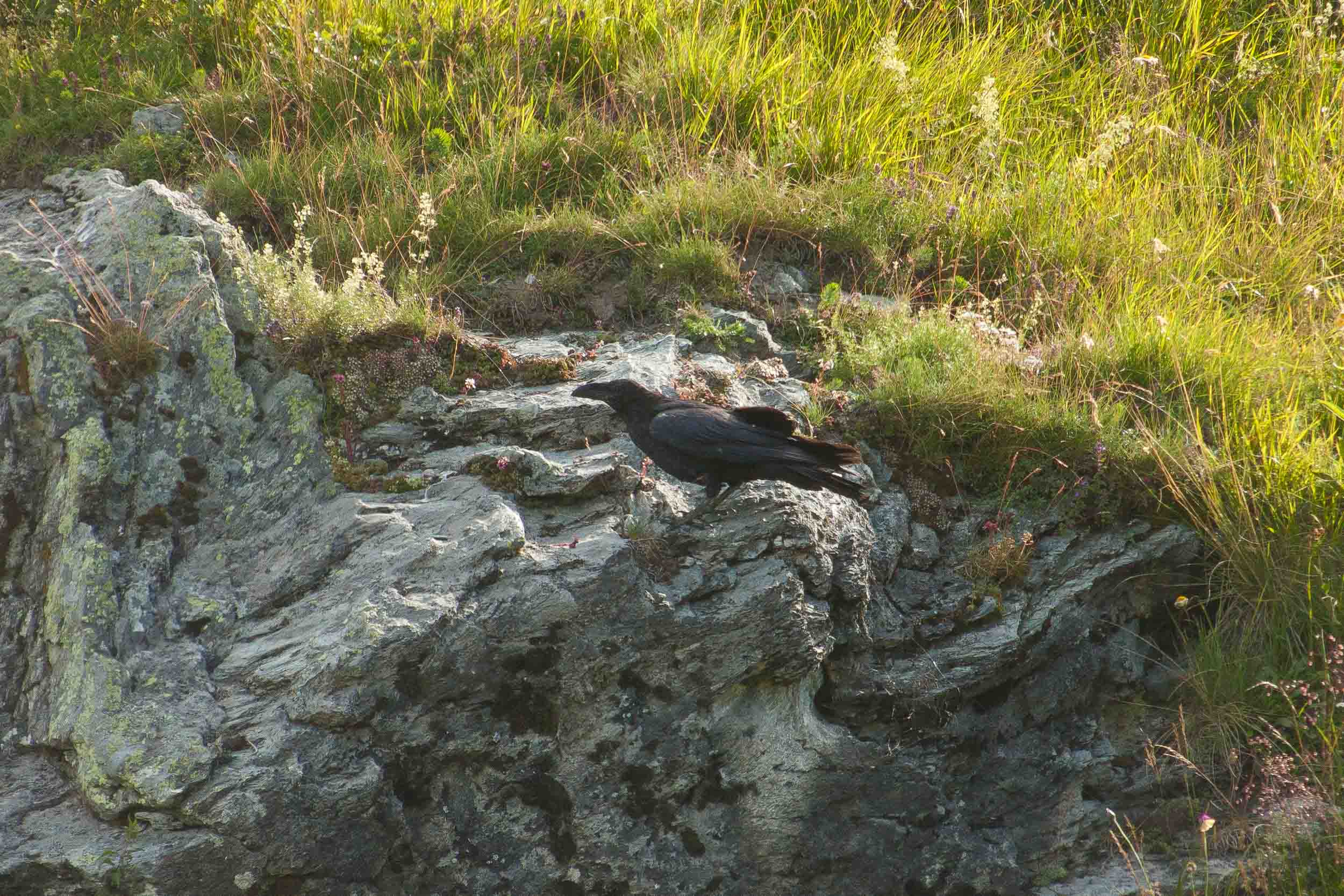 Corbeau posé sur un rocher