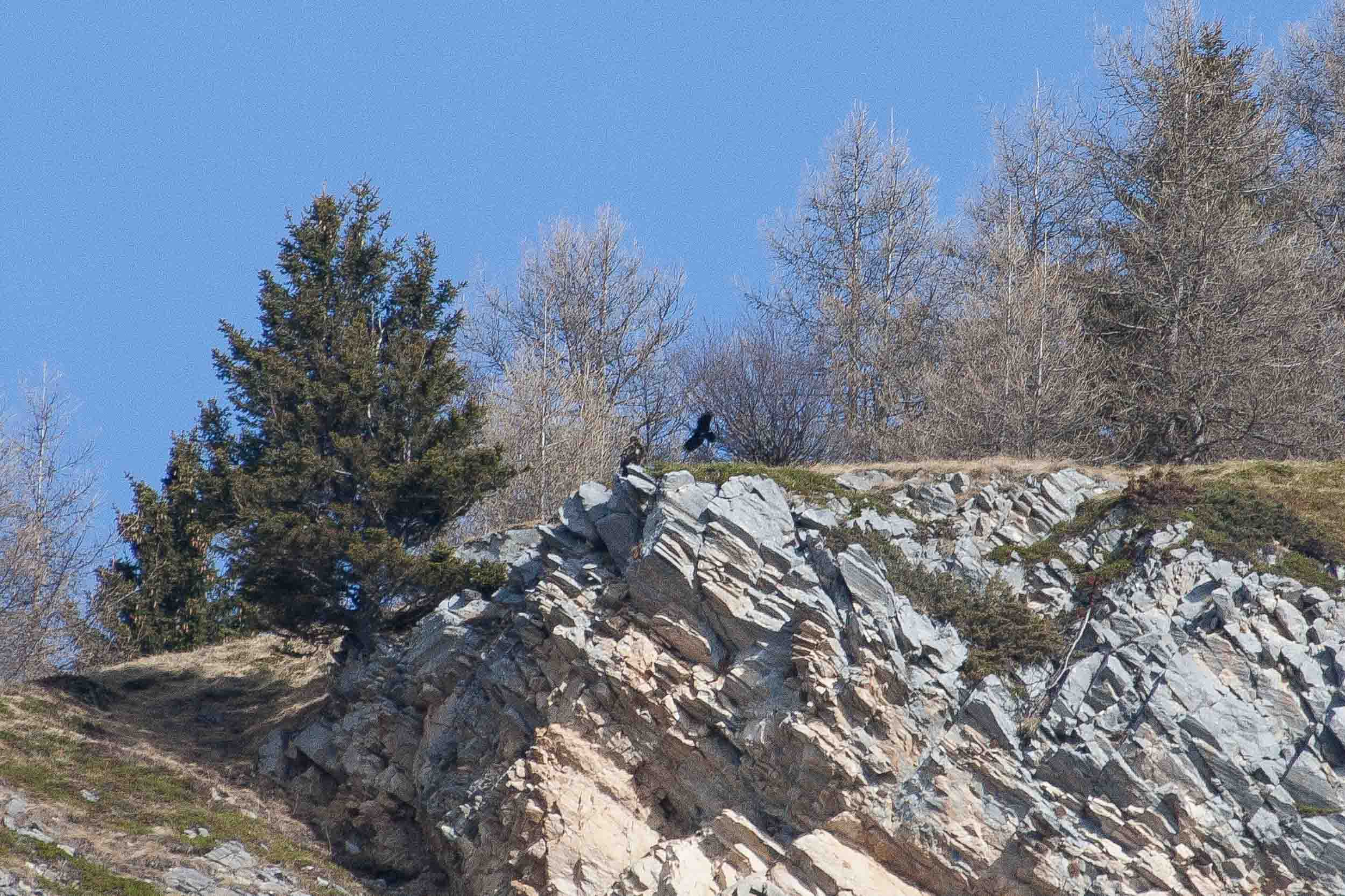 Aigle royal taquiné par un chocard