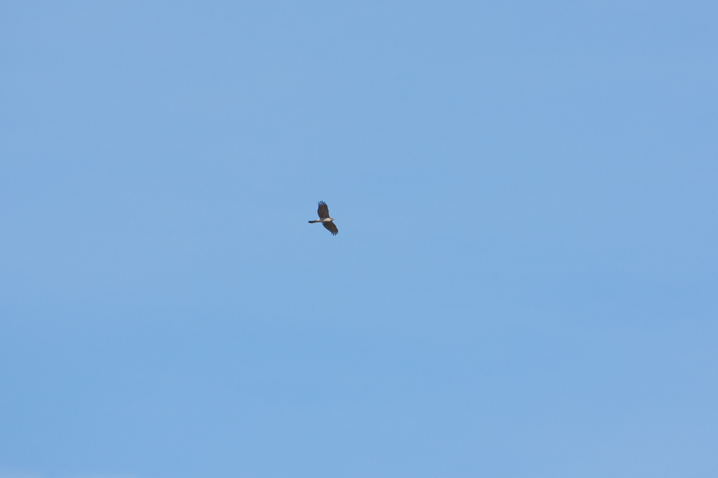 Épervier d’europe en vol