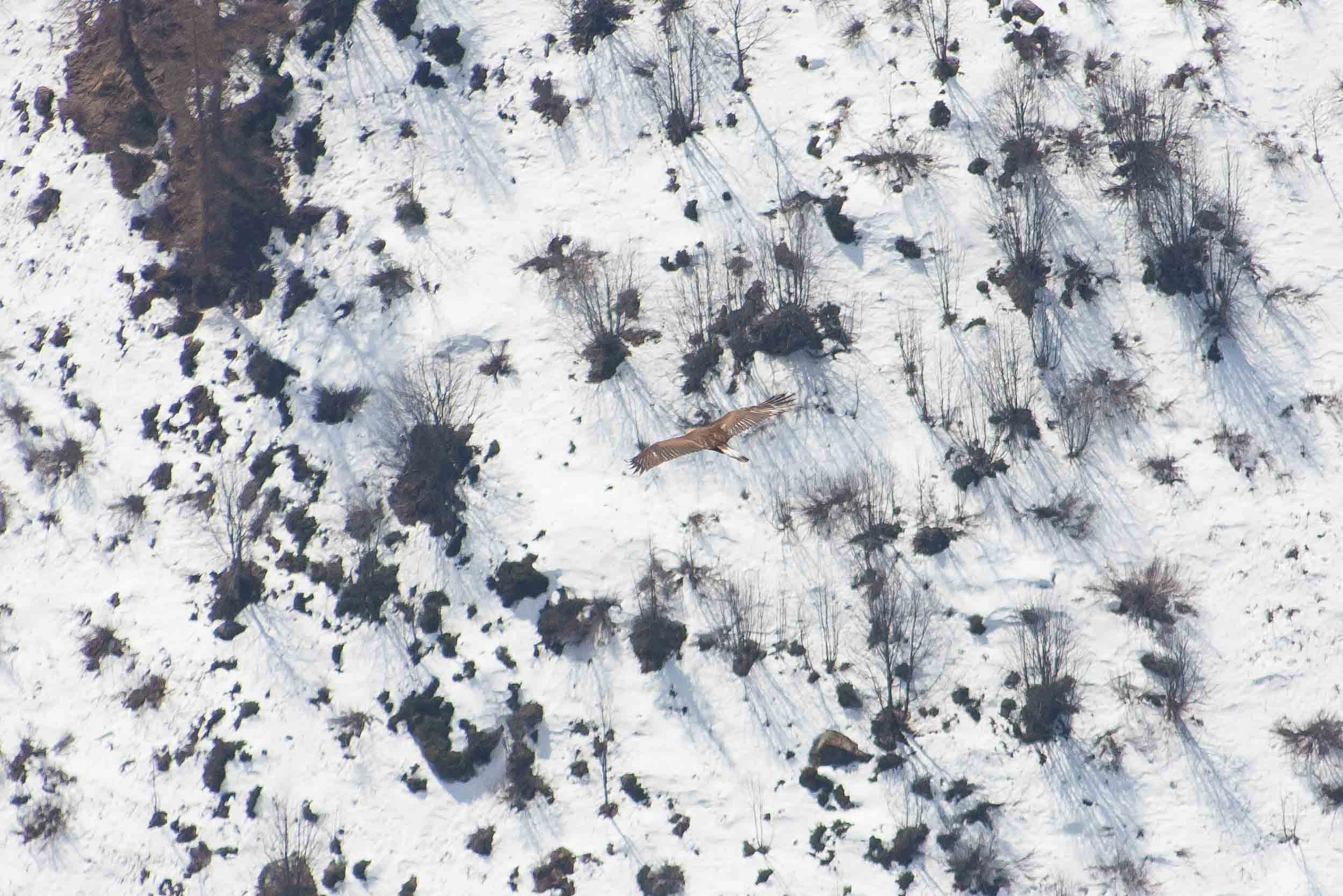 Aigle royal en vol vu en amont