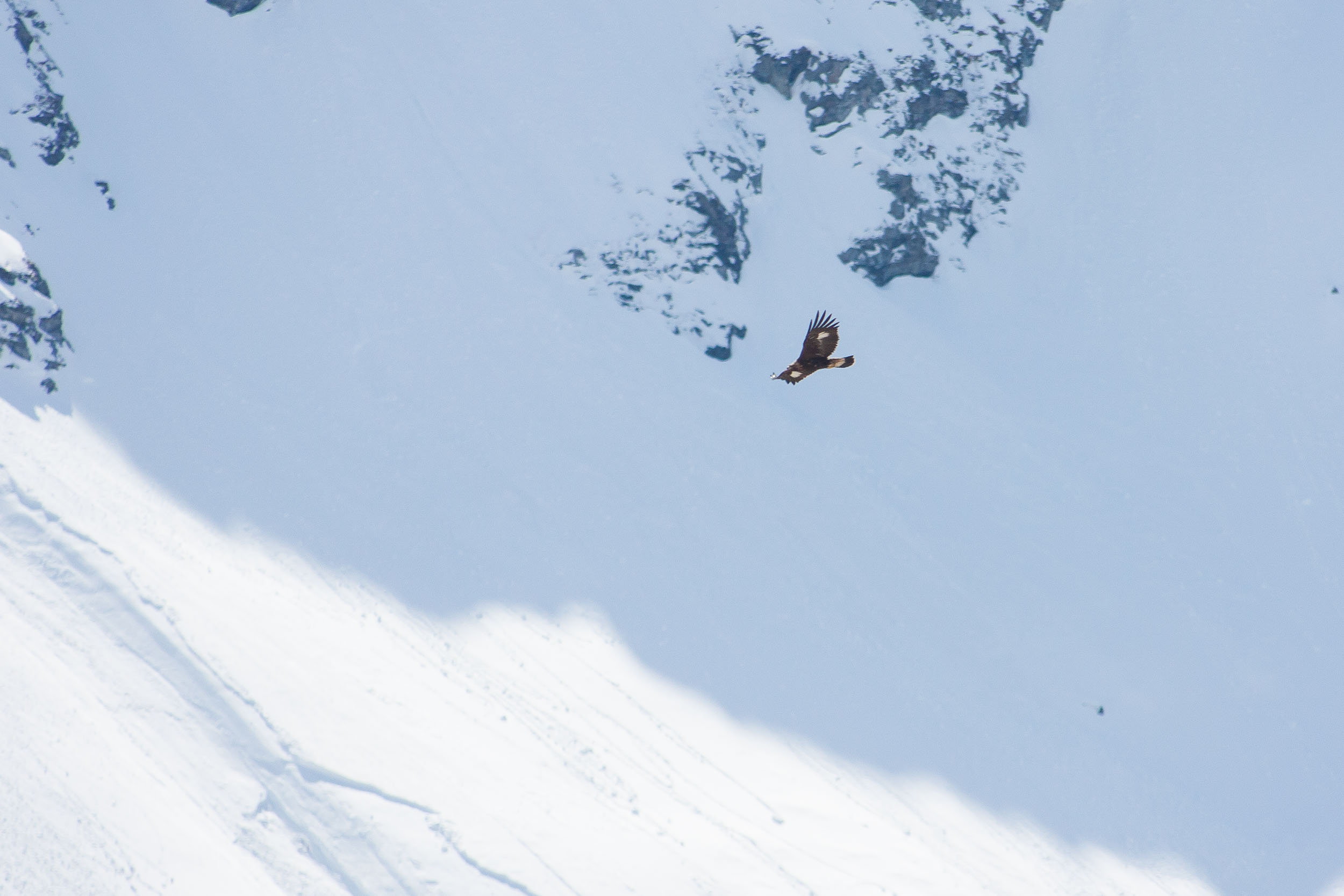 Aigle royal en vol près du massif de Bellecôte 9429