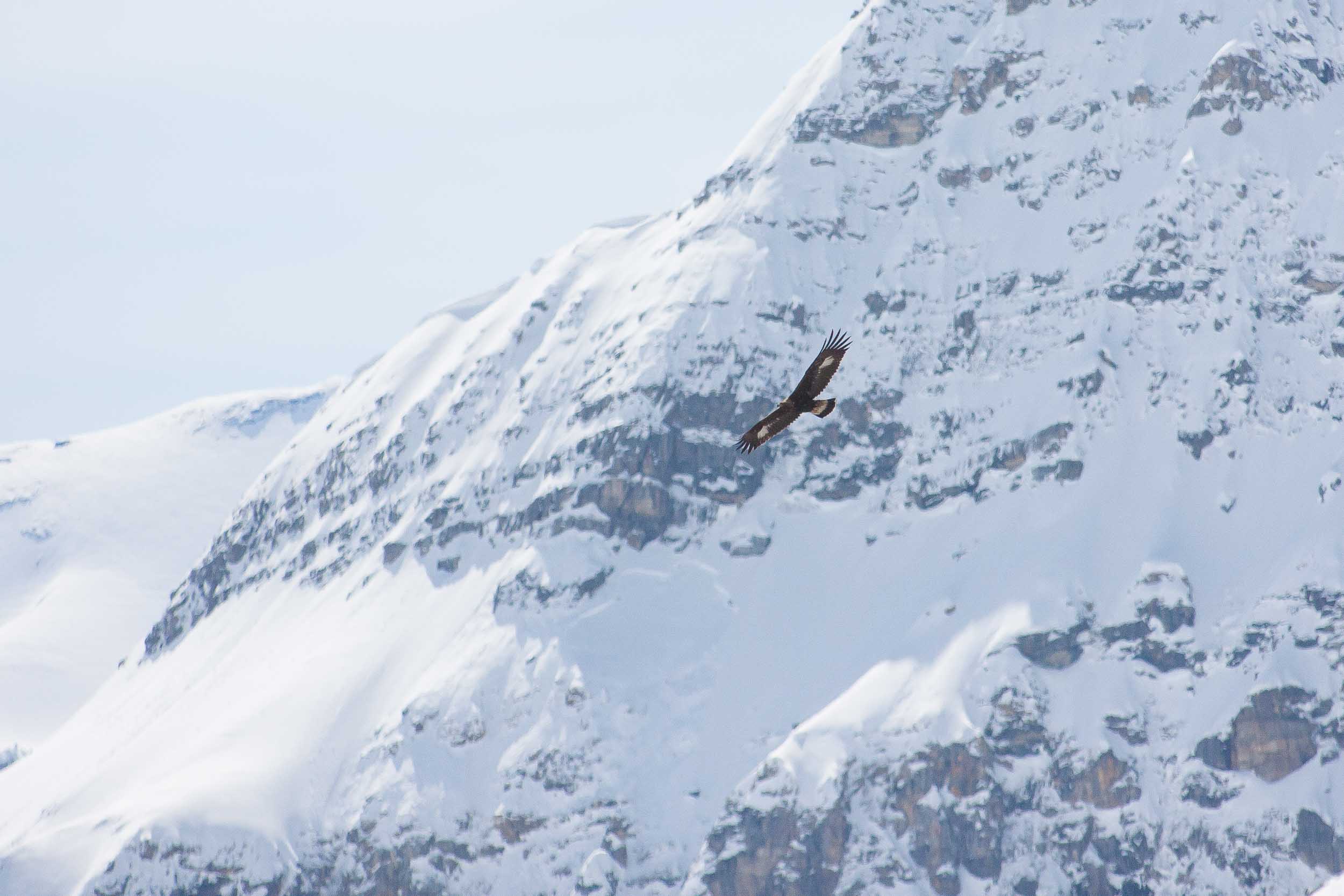 Aigle royal en vol près du massif de Bellecôte 9433