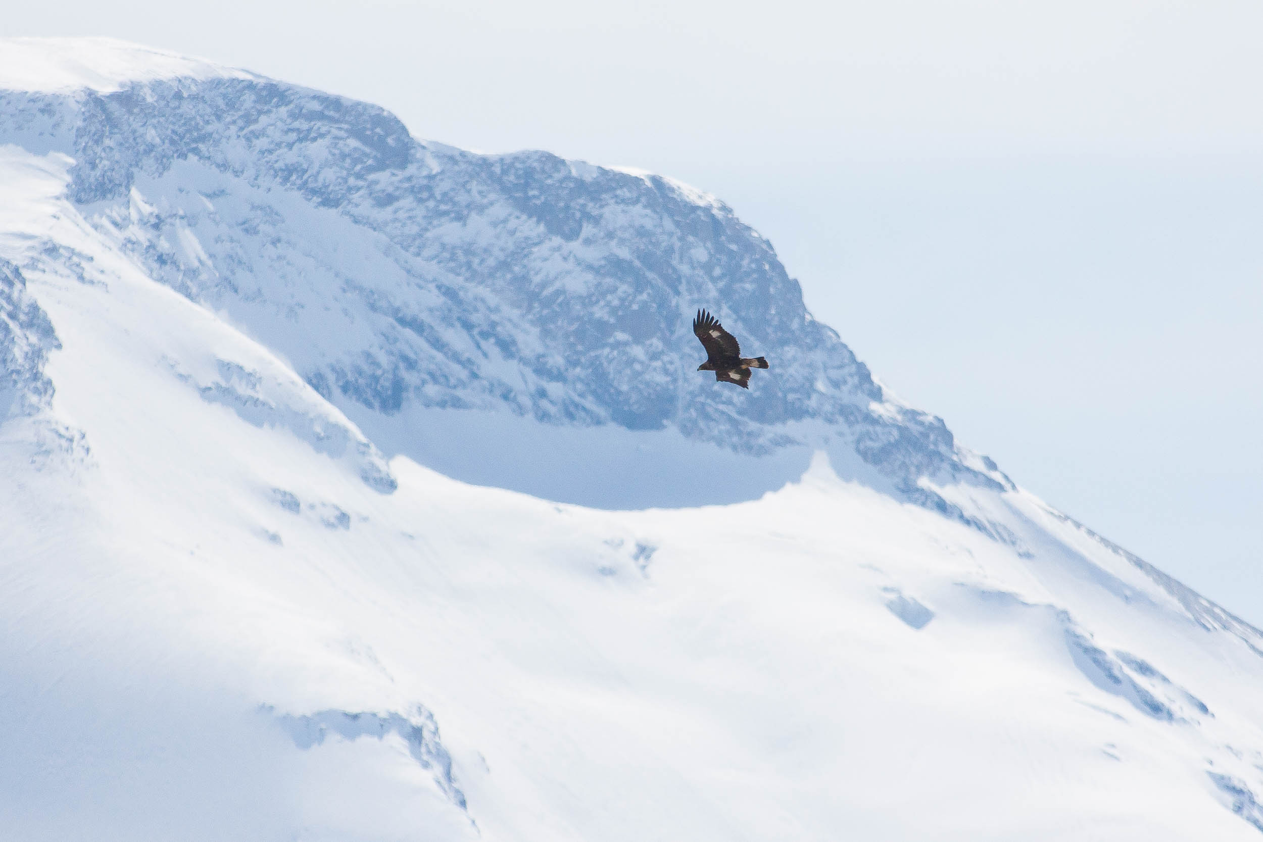 Aigle royal en vol près du massif de Bellecôte 9434