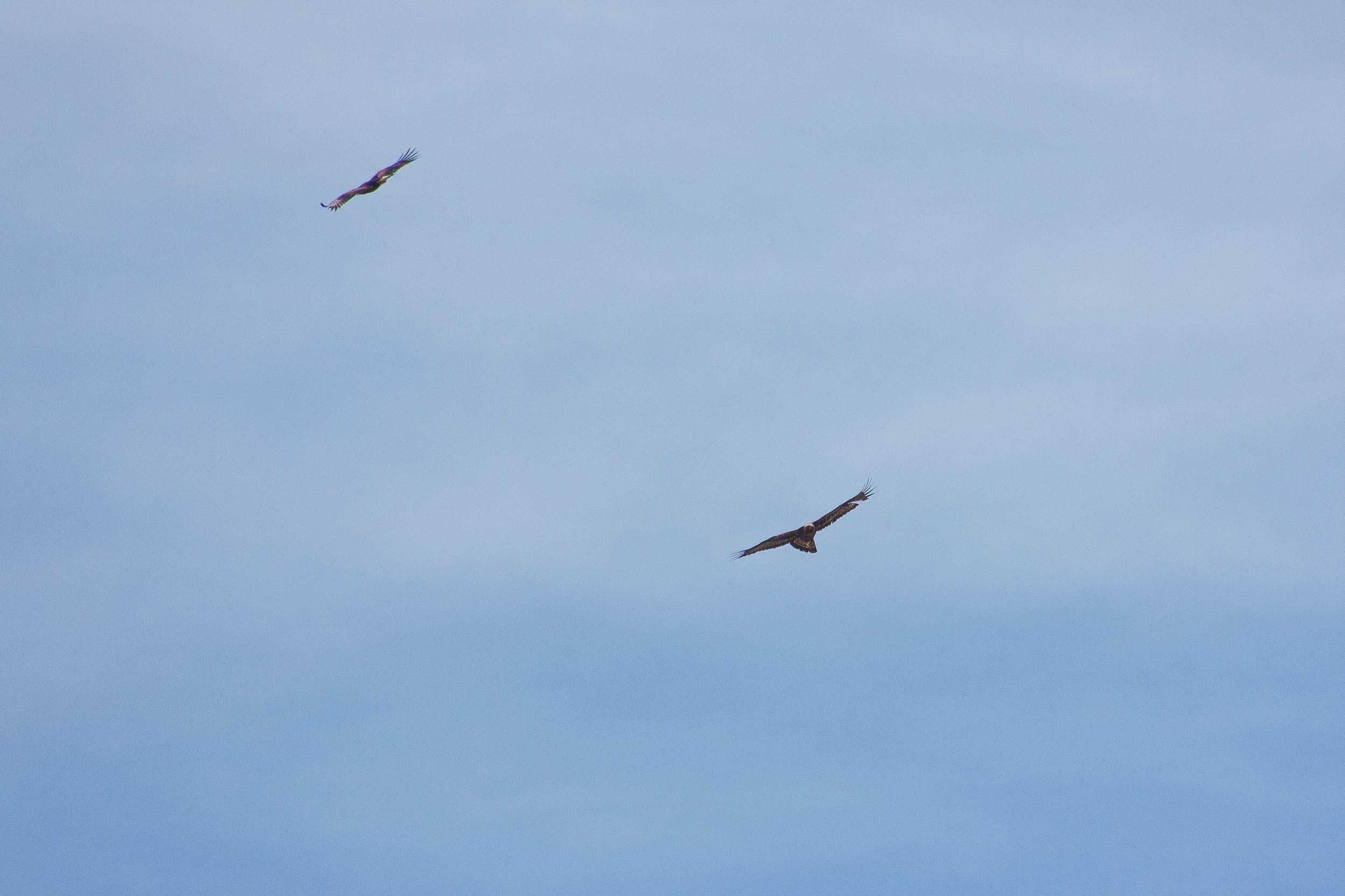 Aigles royaux en vol près du massif de Bellecôte 9449