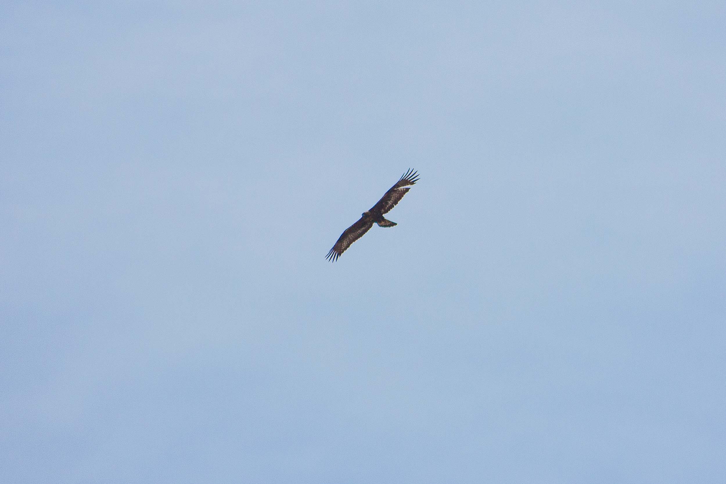 Aigle royal en vol près du massif de Bellecôte 9451