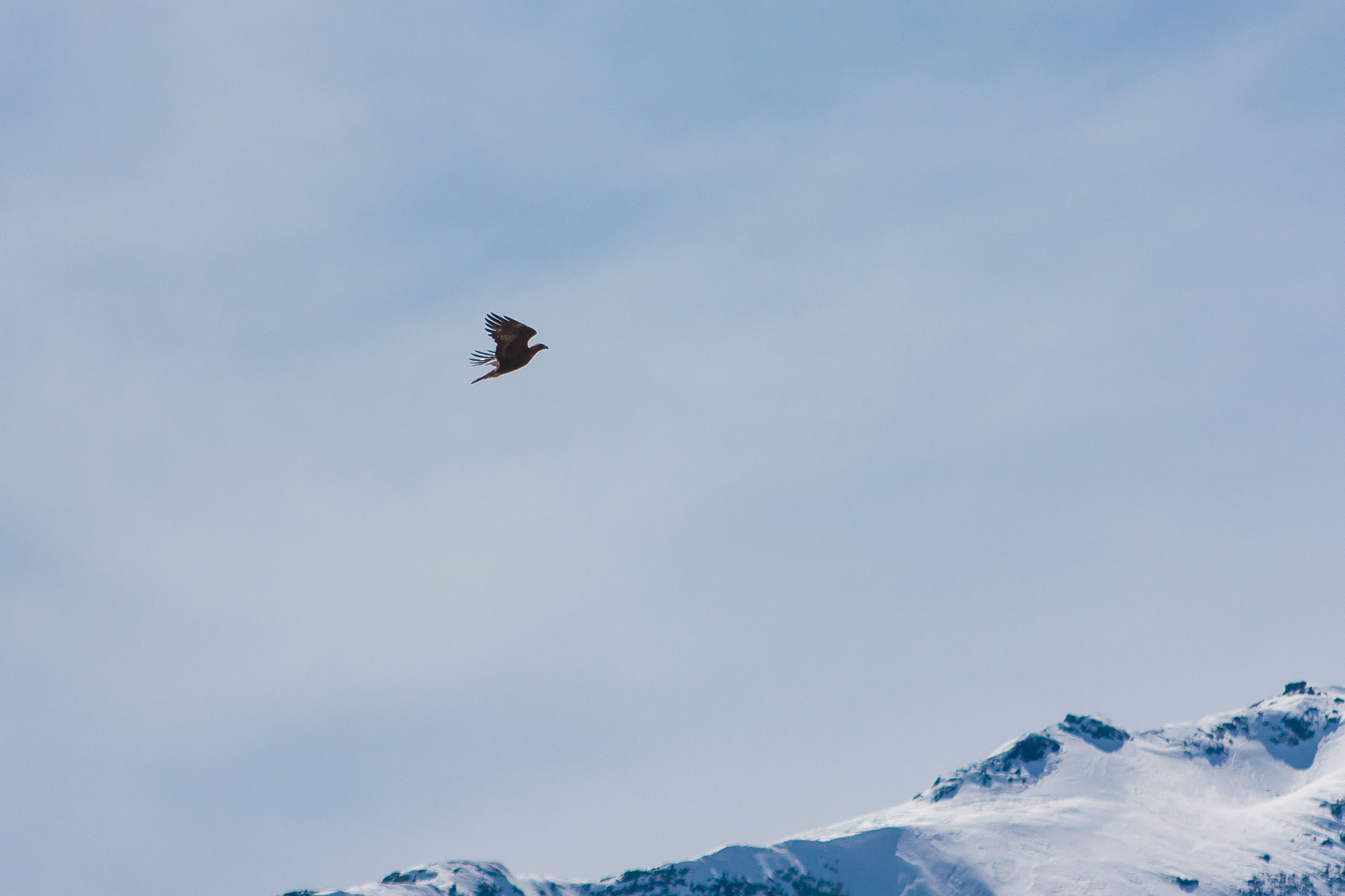 Aigle royal en vol près du massif de Bellecôte 9462