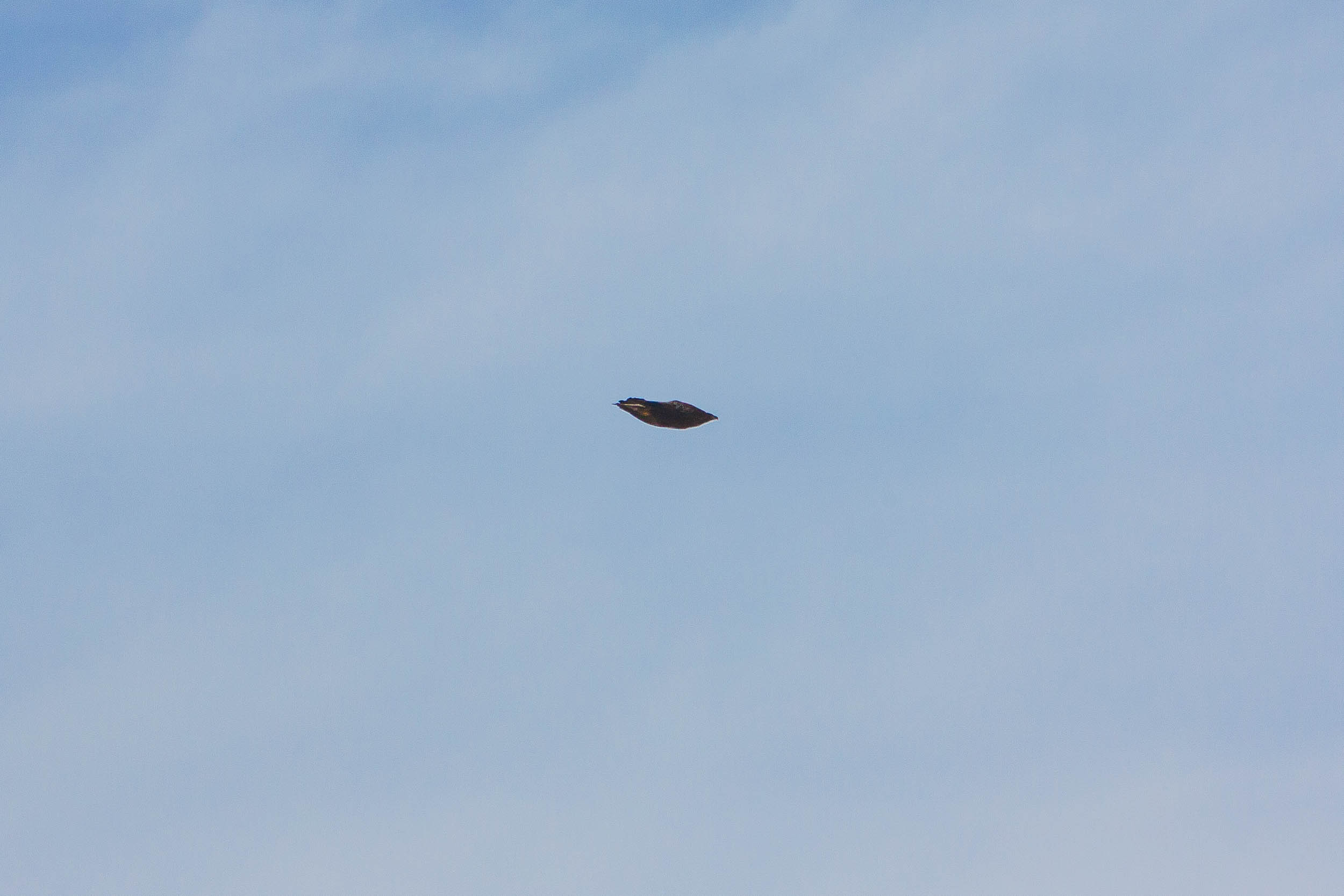 Aigle royal en vol près du massif de Bellecôte 9463