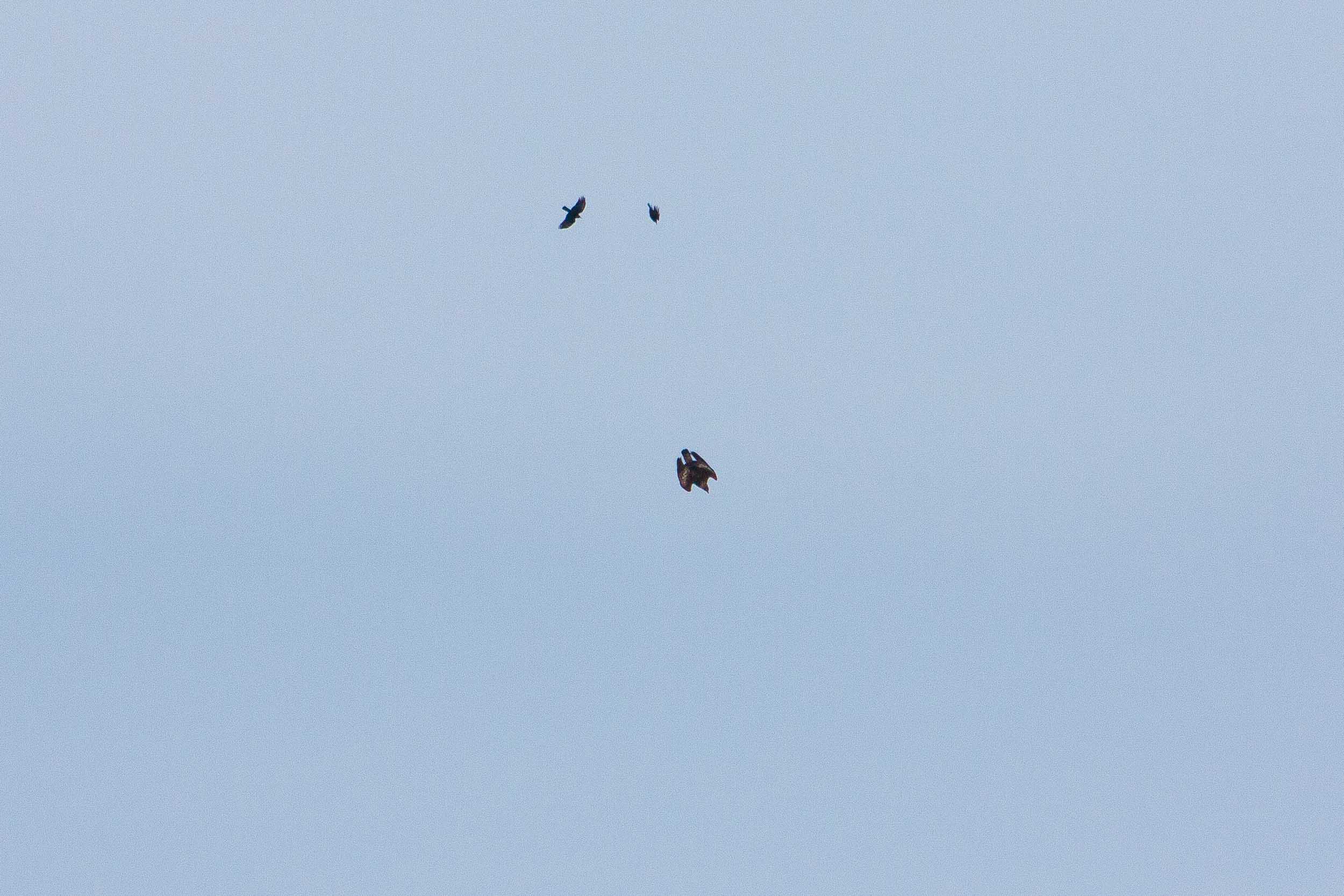 Aigle royal faisant la torche chassé par des chocards