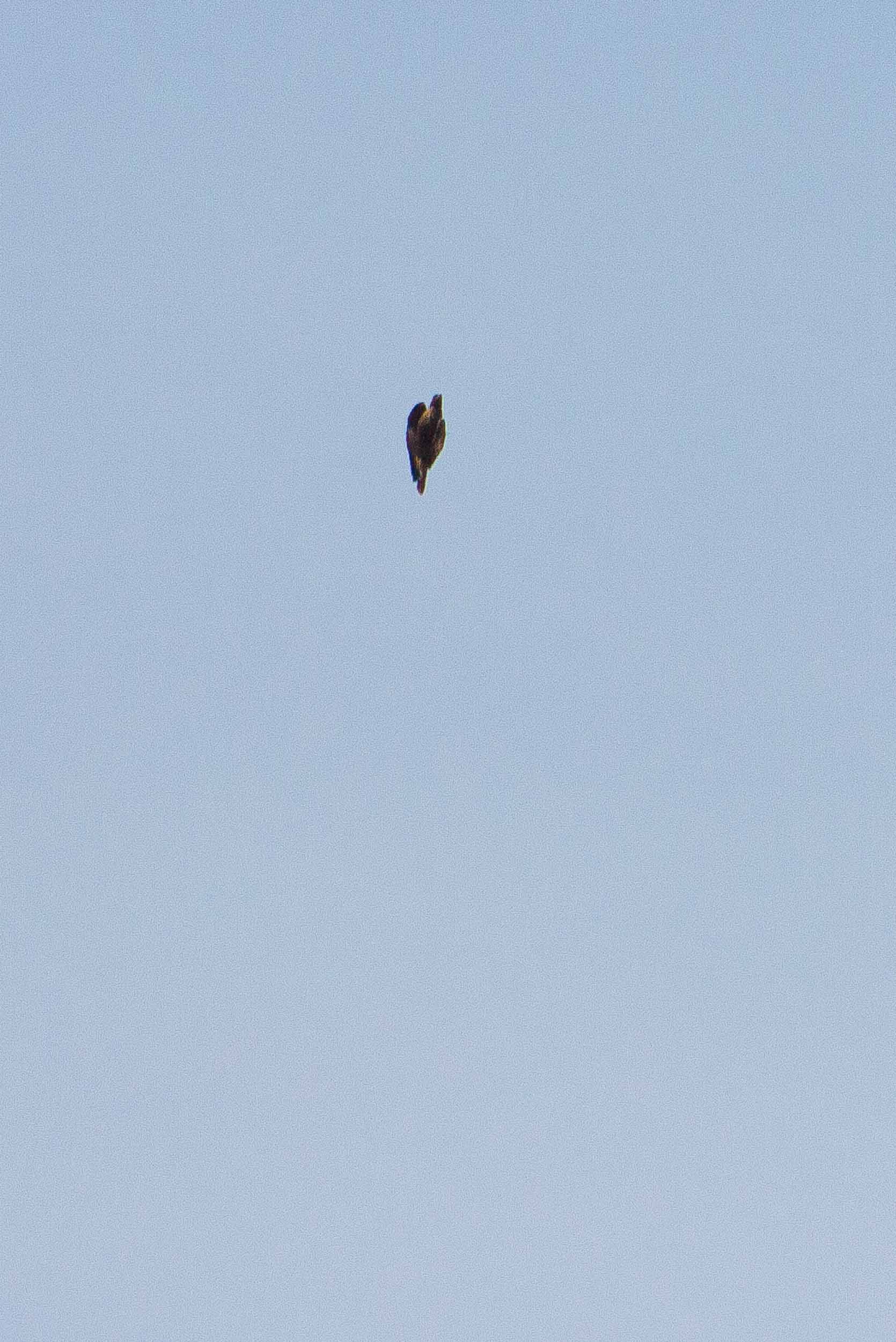 Aigle royal faisant la torche