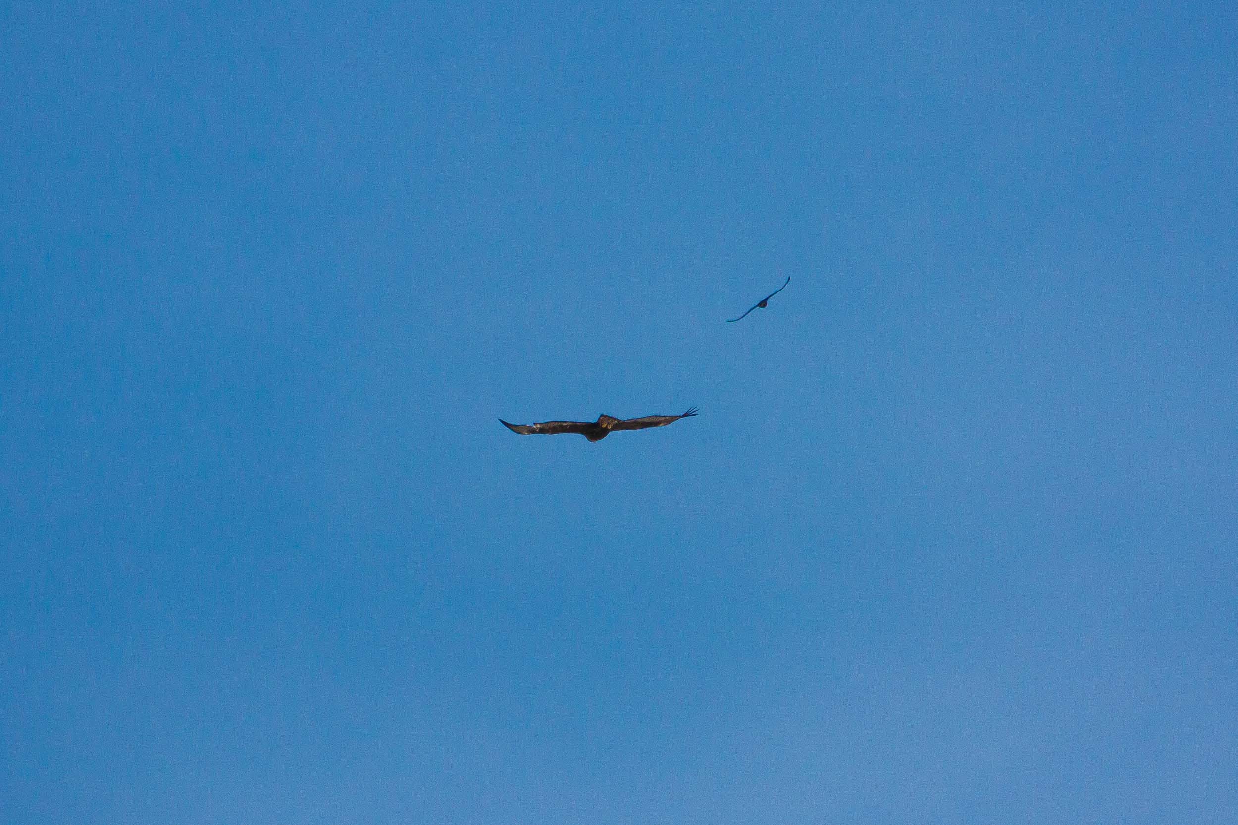 Aigle royal chassé par des chocards 9490