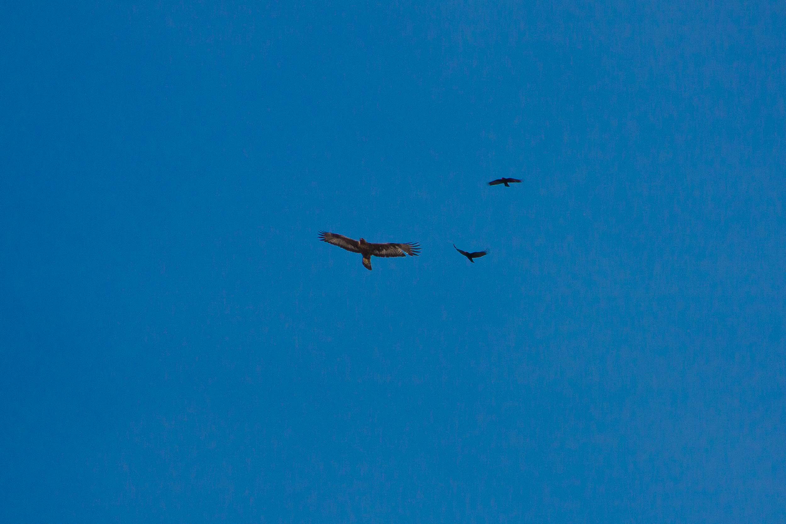 Aigle royal chassé par des chocards 9498