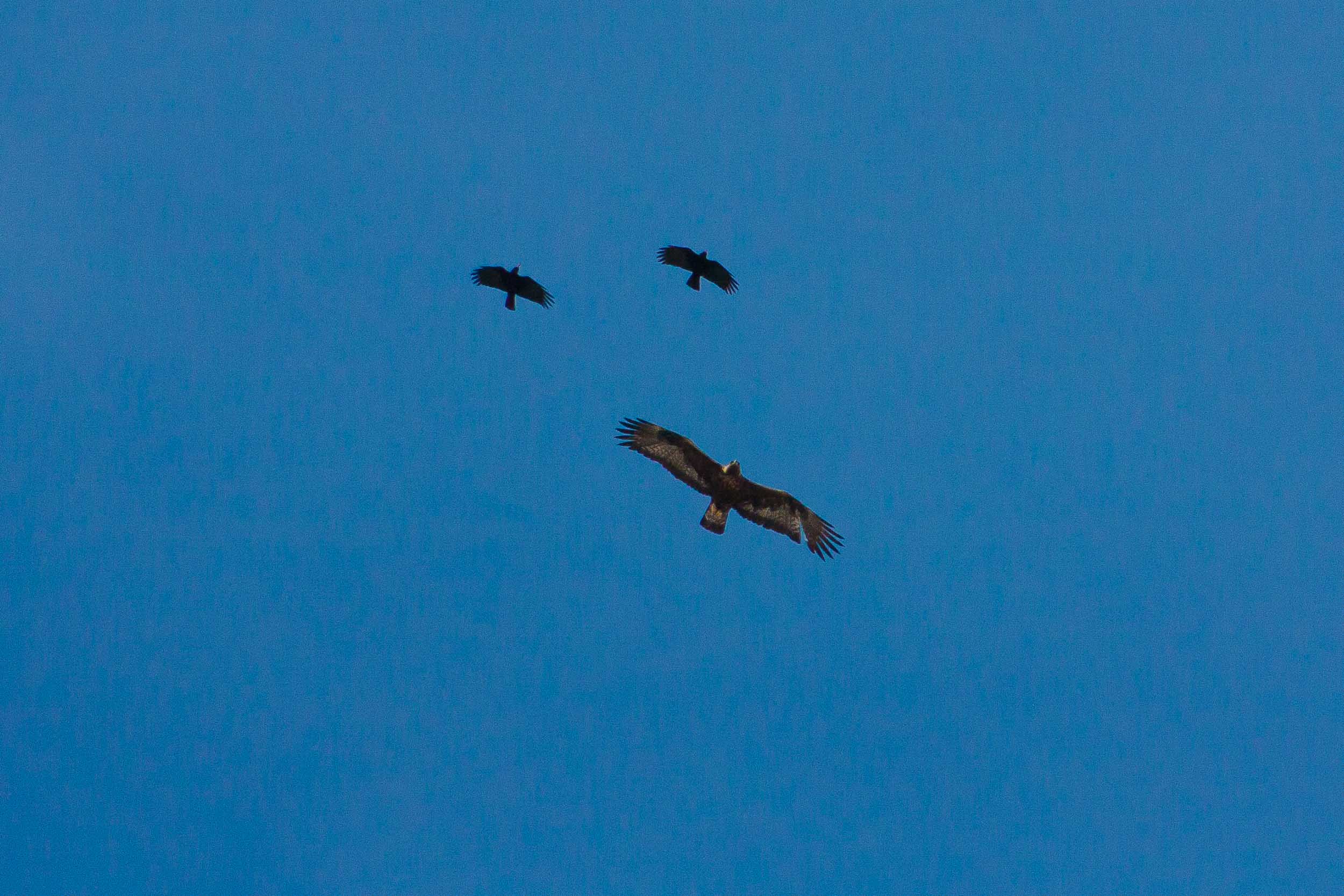 Aigle royal chassé par des chocards 9499