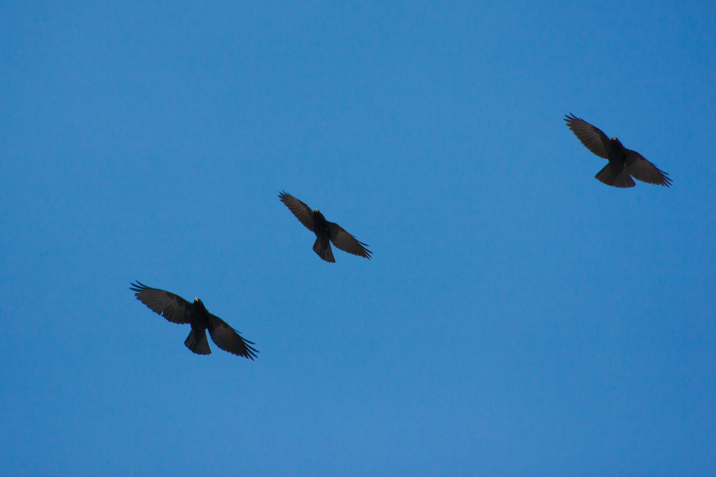 Escadron de chocards 9517