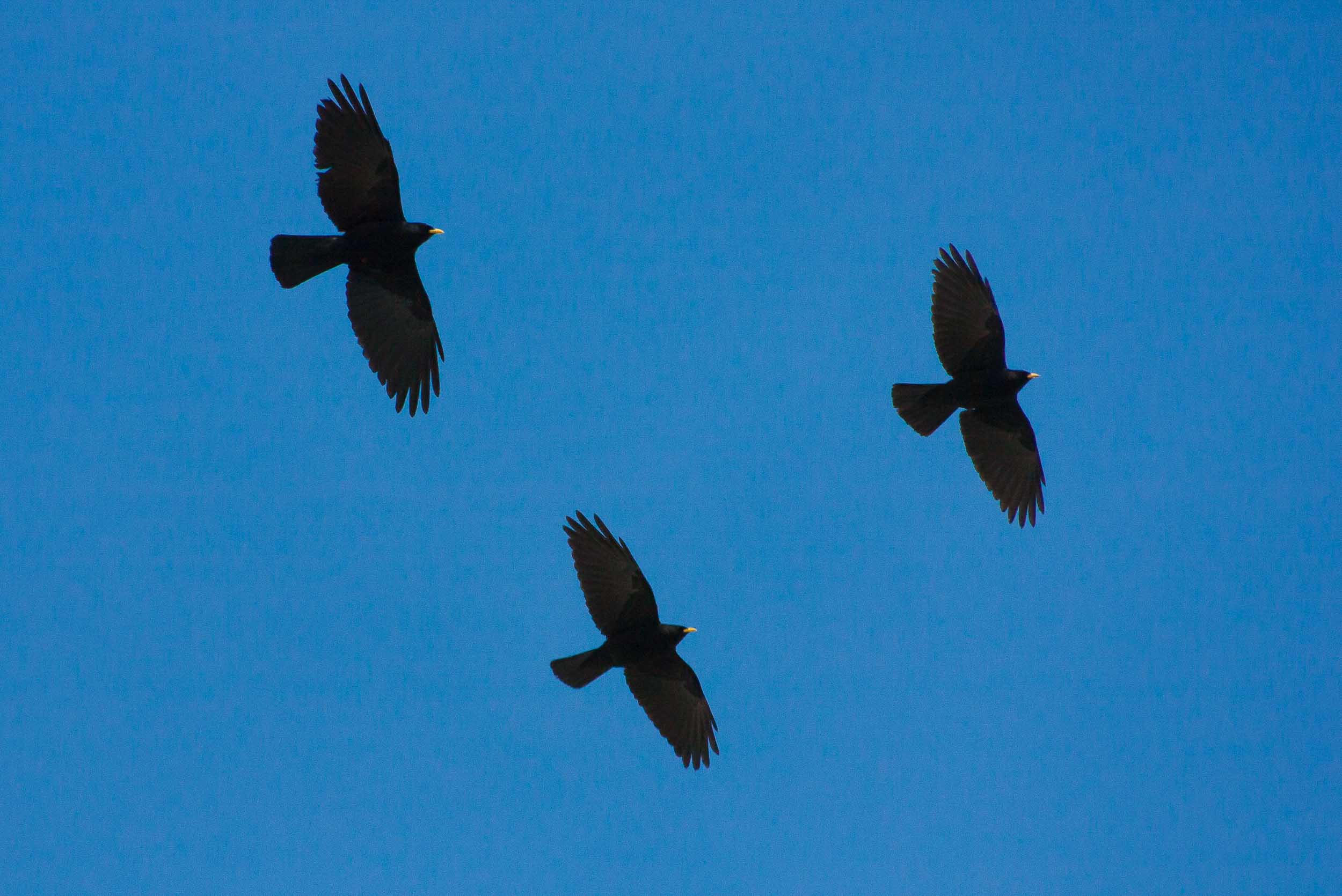 Escadron de chocards 9518