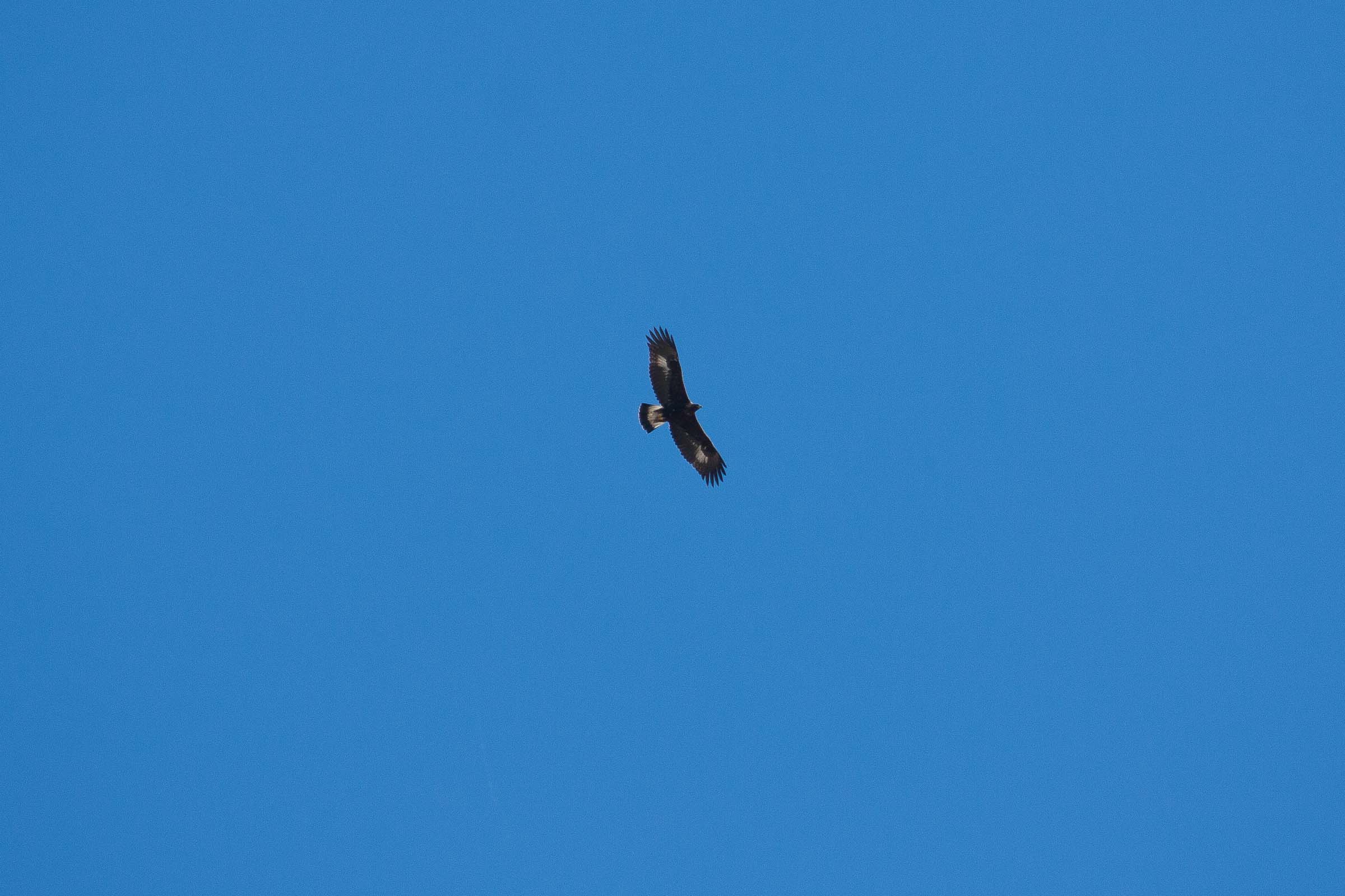 Aigle royal en vol 9810