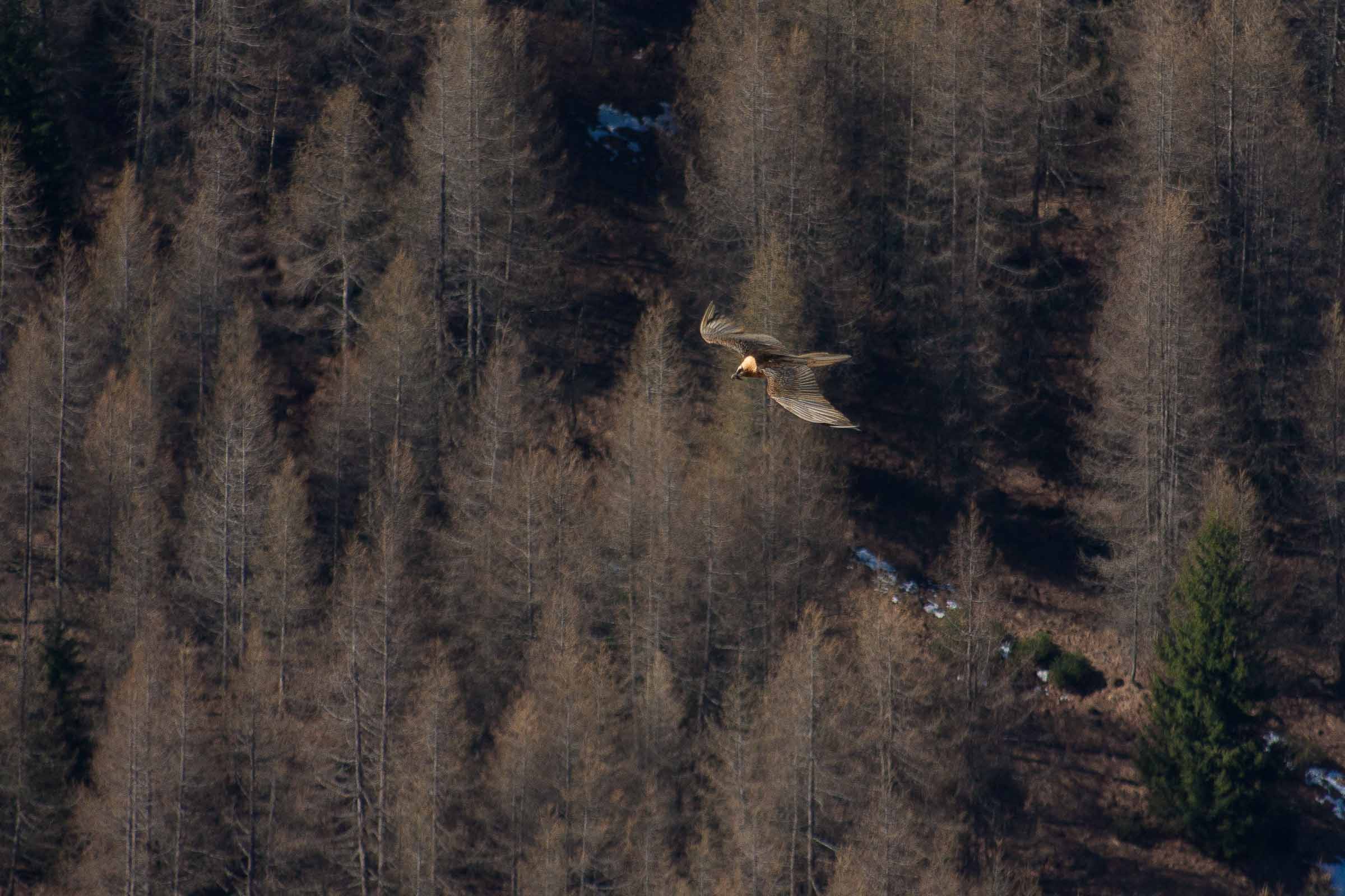 Gypaète barbu en vol vu en amont