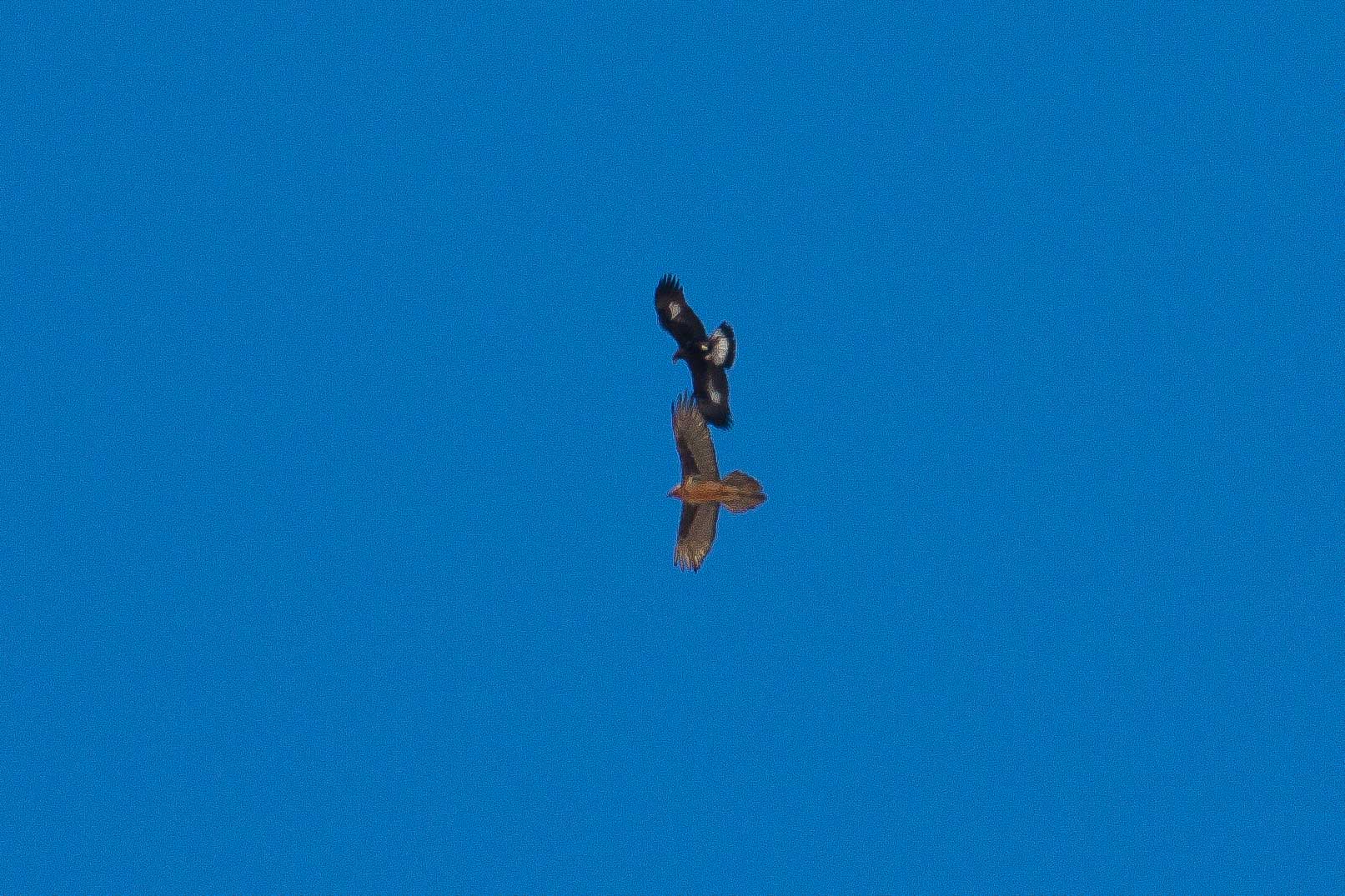 Bataille en vol entre gypaète barbu et aigle royal 9844