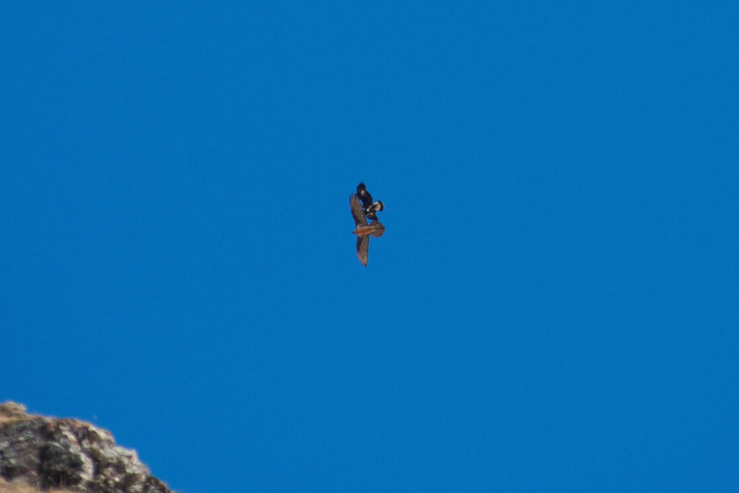 Bataille en vol entre gypaète barbu et aigle royal 9846