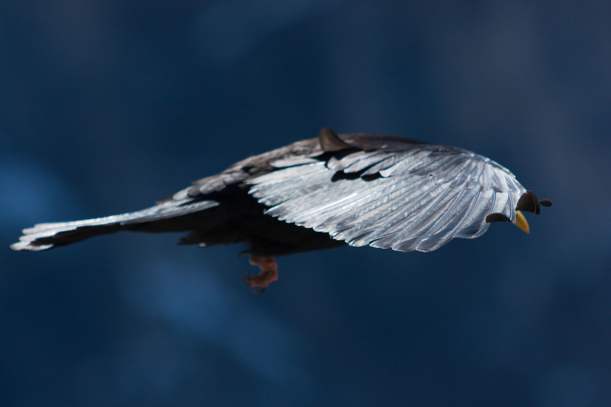 Chocard en gros plan et en vol