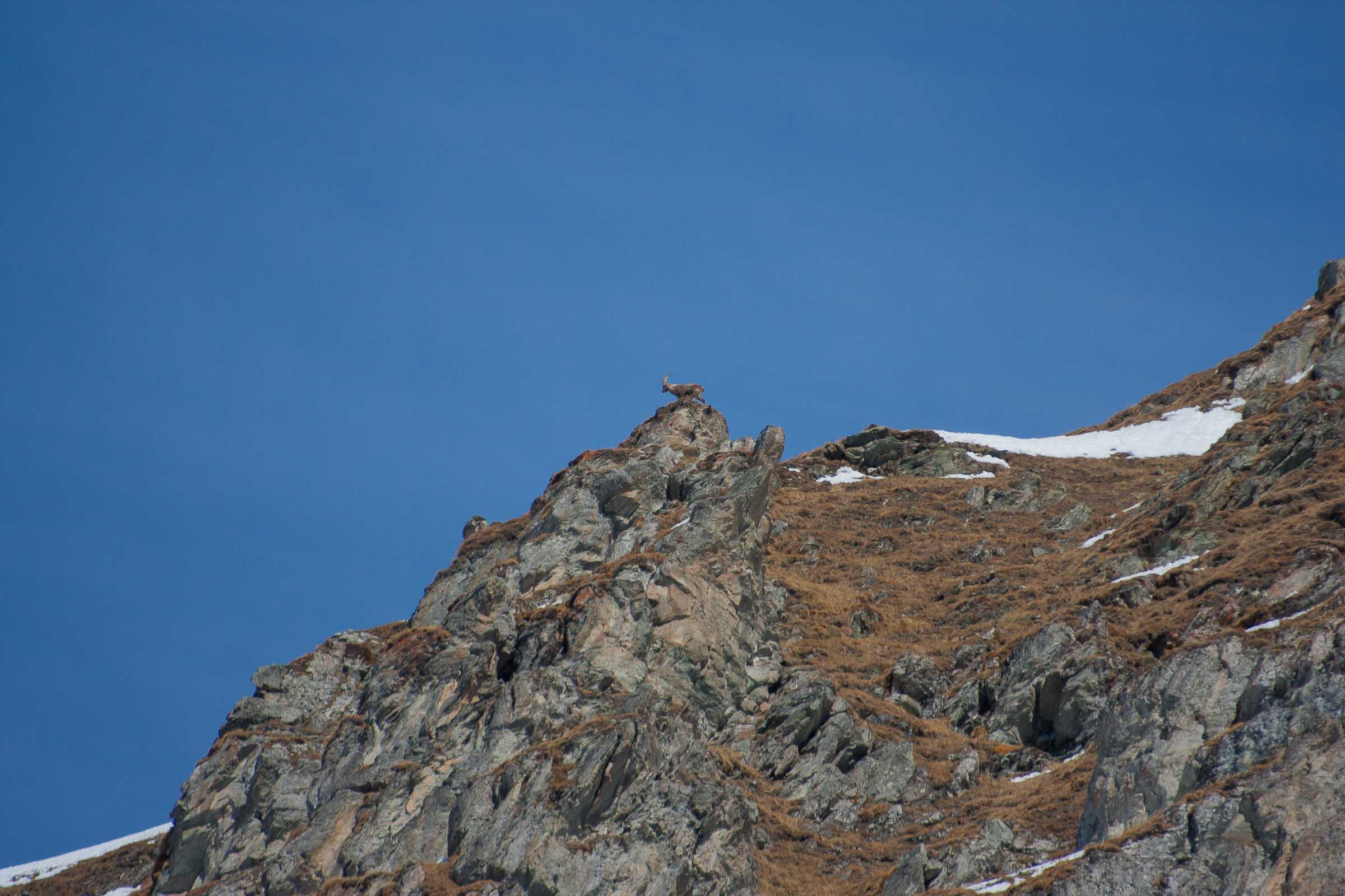 Bouquetin sur un rocher