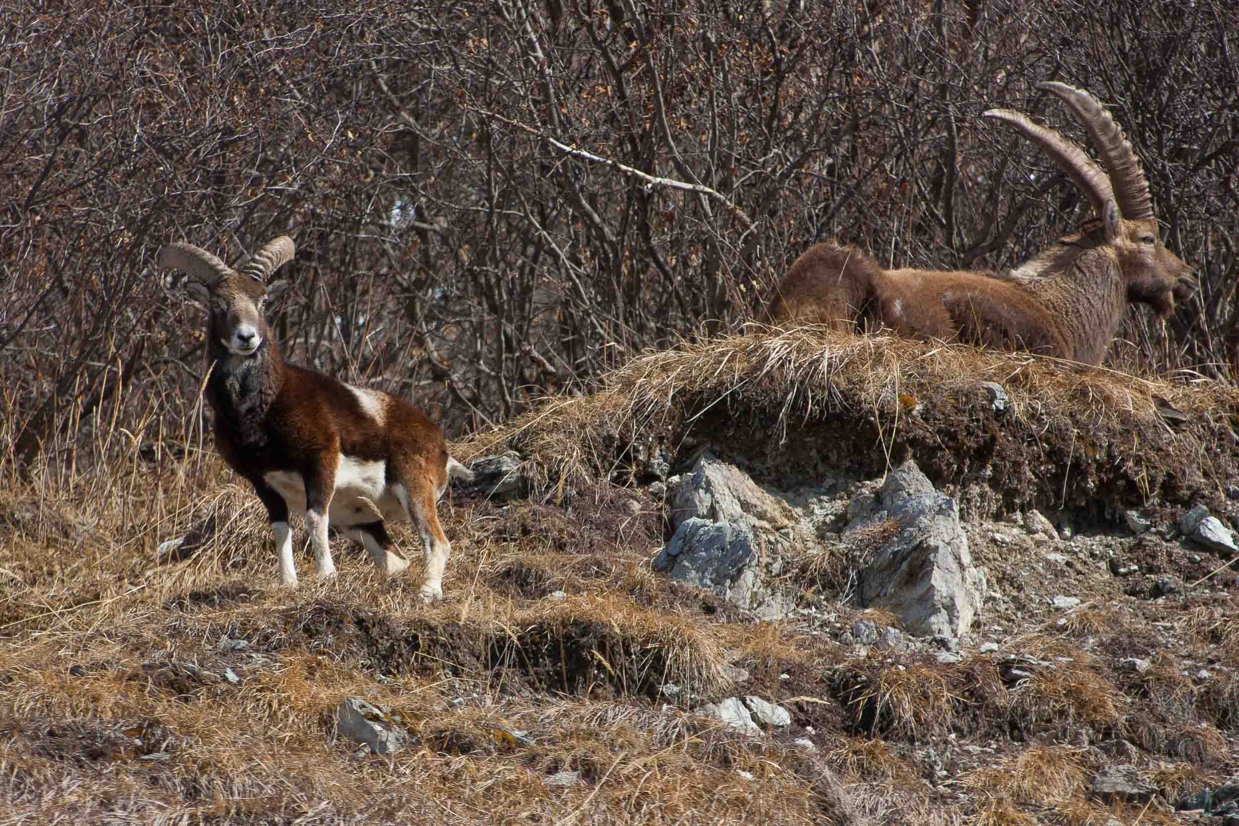 Mouflon et bouquetin mâle