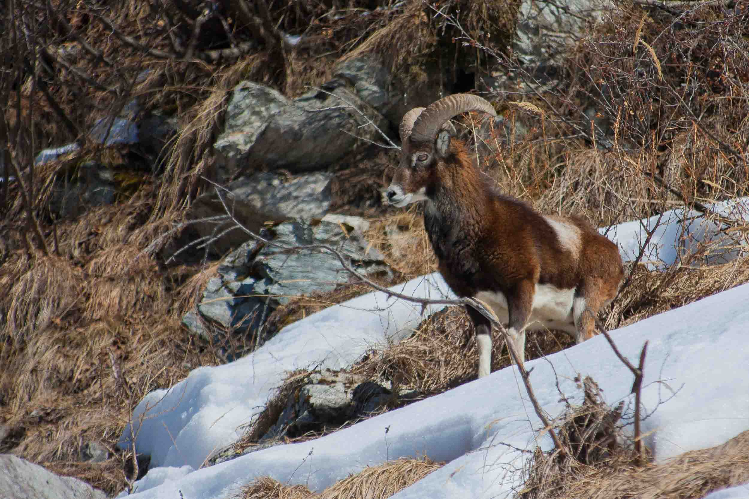 Mouflon