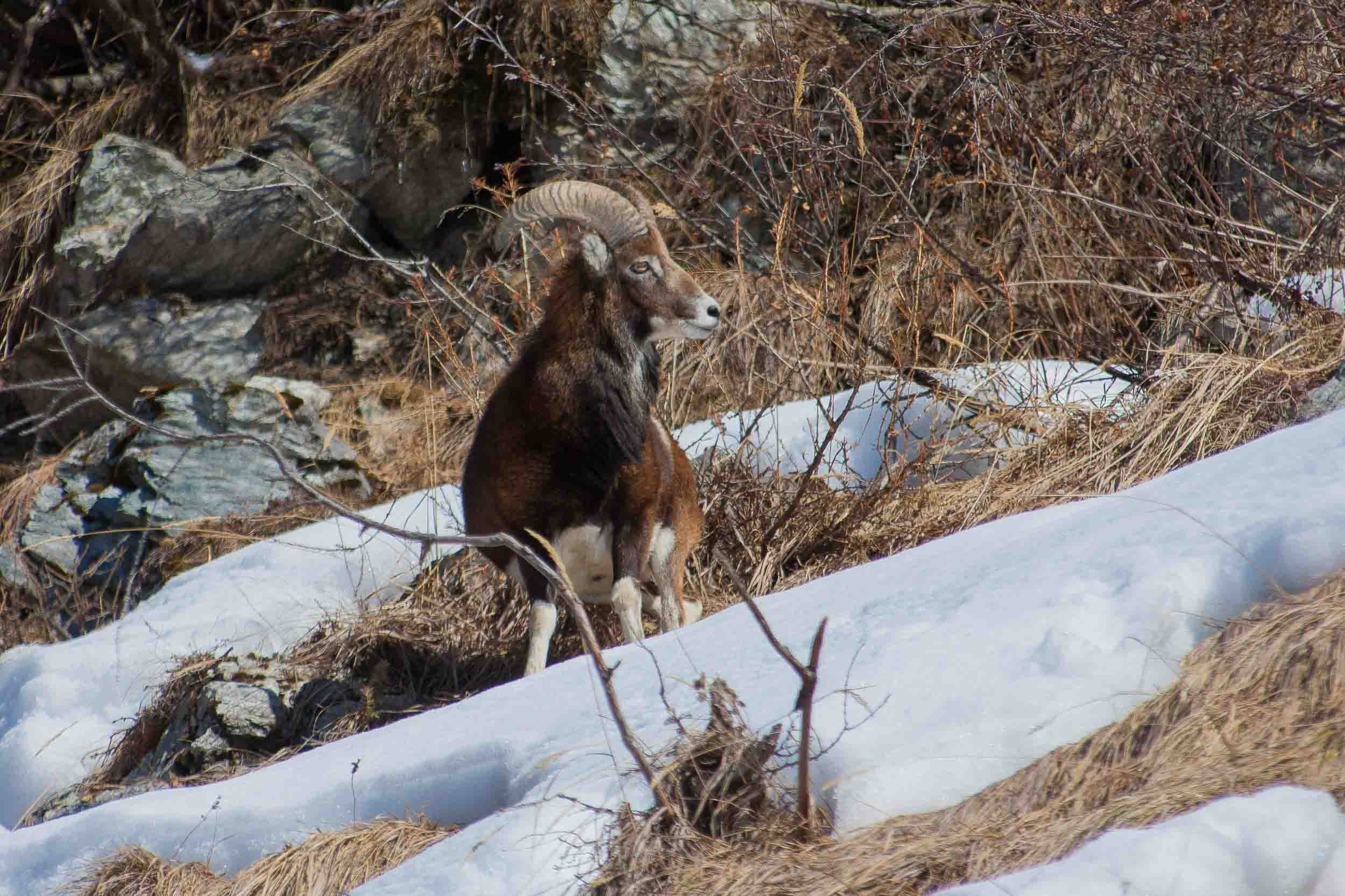 Mouflon