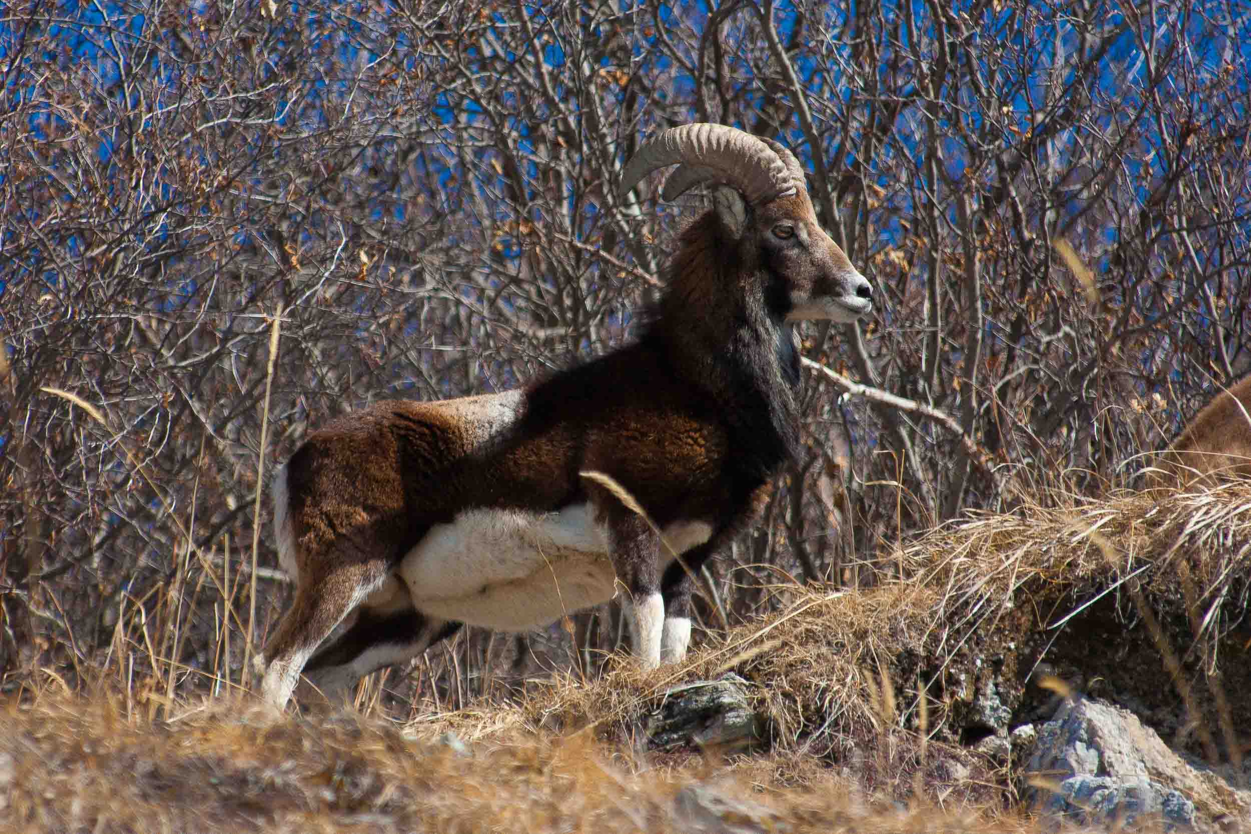 Mouflon