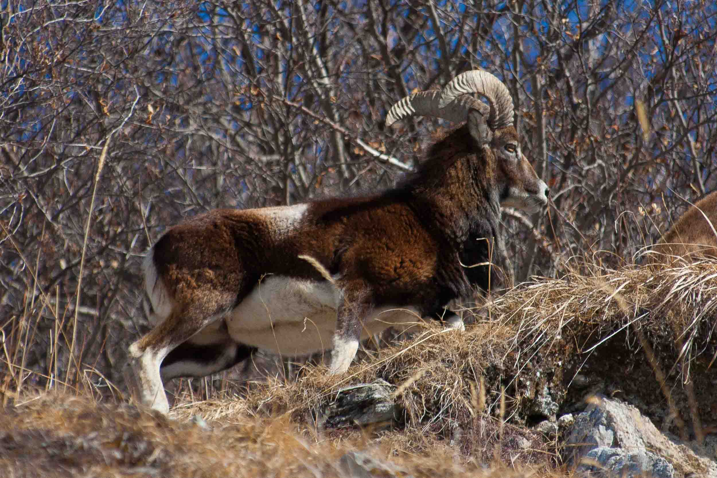 Mouflon